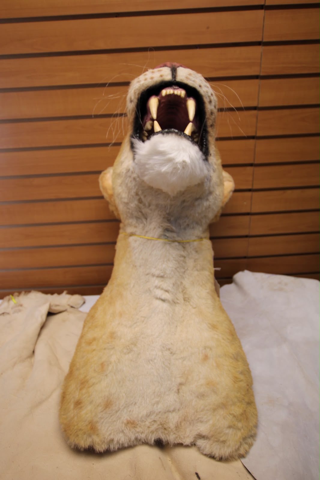 FHRBC11 - reproduction Taxidermy Lioness Head Mount with Head Tilted Back and Open Mouth