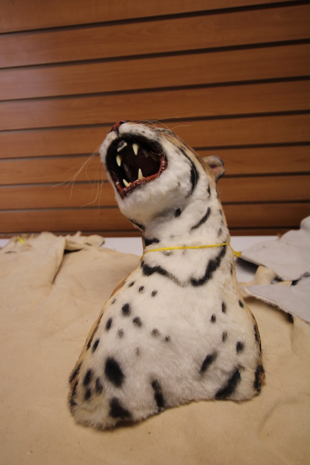 FHRBC04 - reproduction Taxidermy Clouded Leopard Head Mount