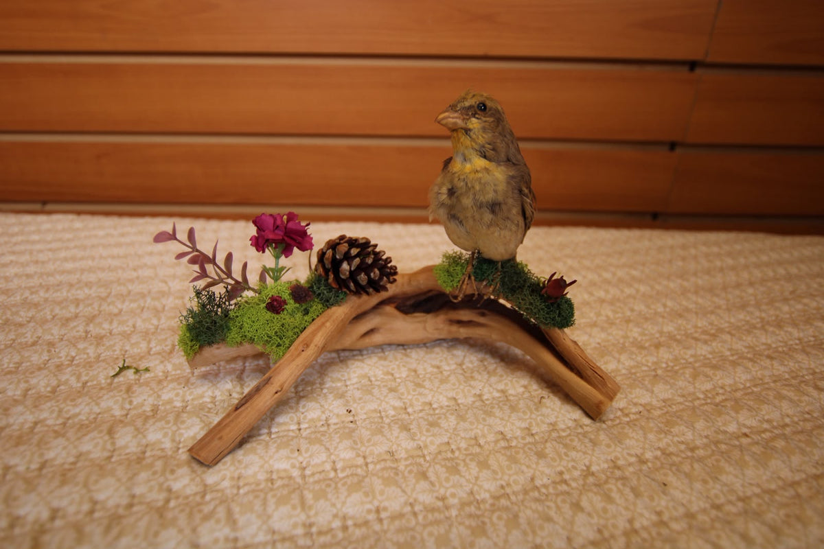 JTVBMA82 - Exquisite Taxidermy Sierra Finch