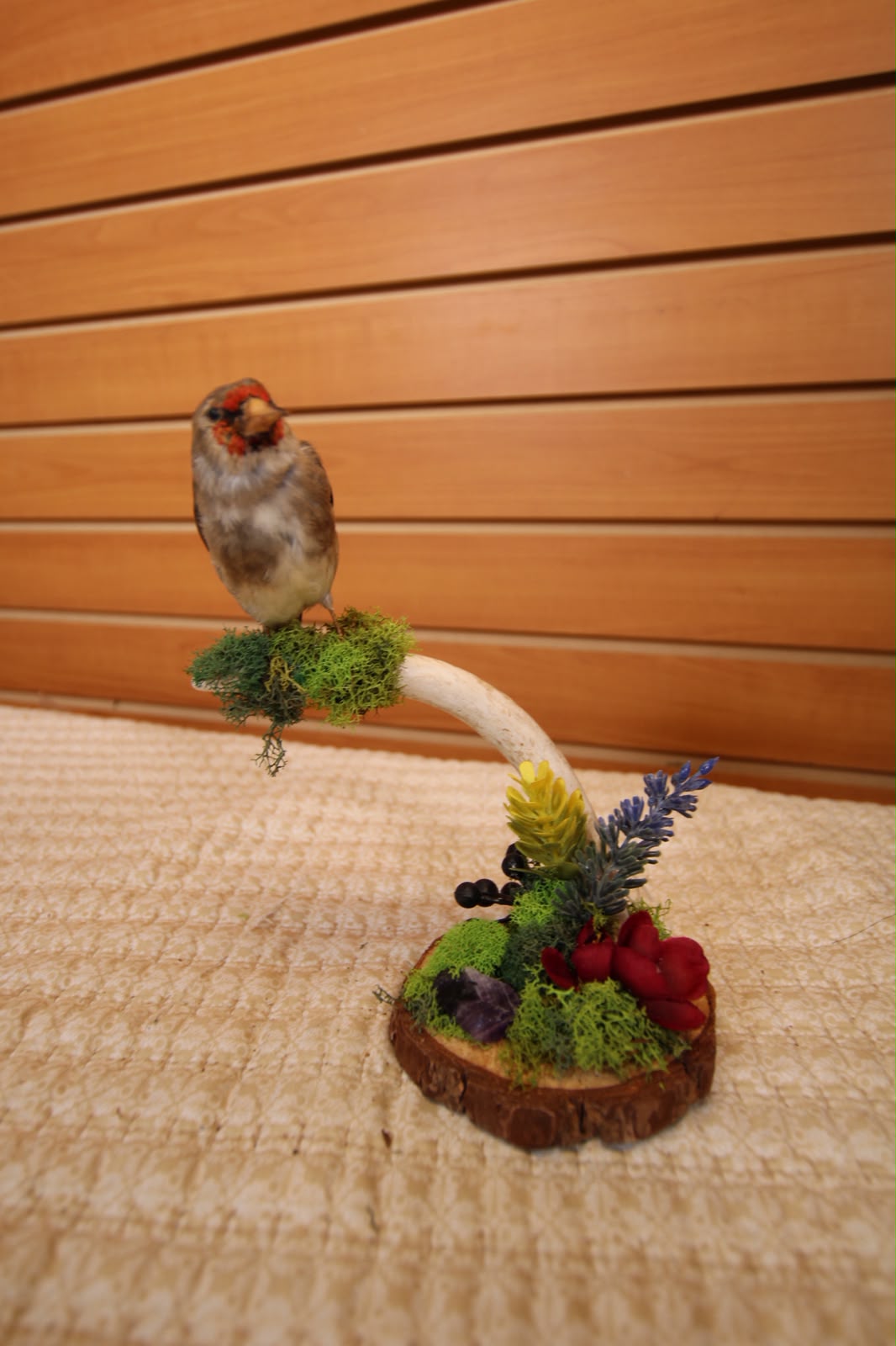 JTVB02 - Exquisite Taxidermy European Goldfinch