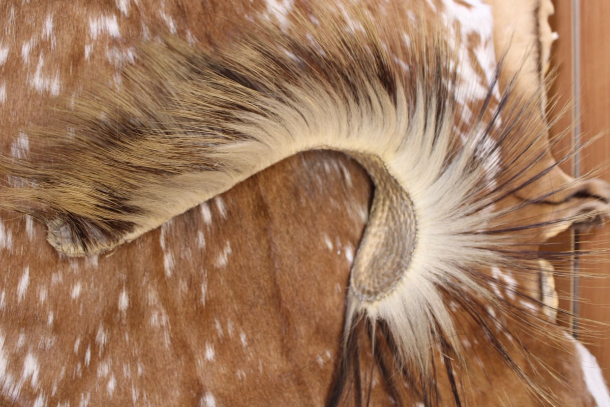 FHHD02 - porcupine roach hair native made.