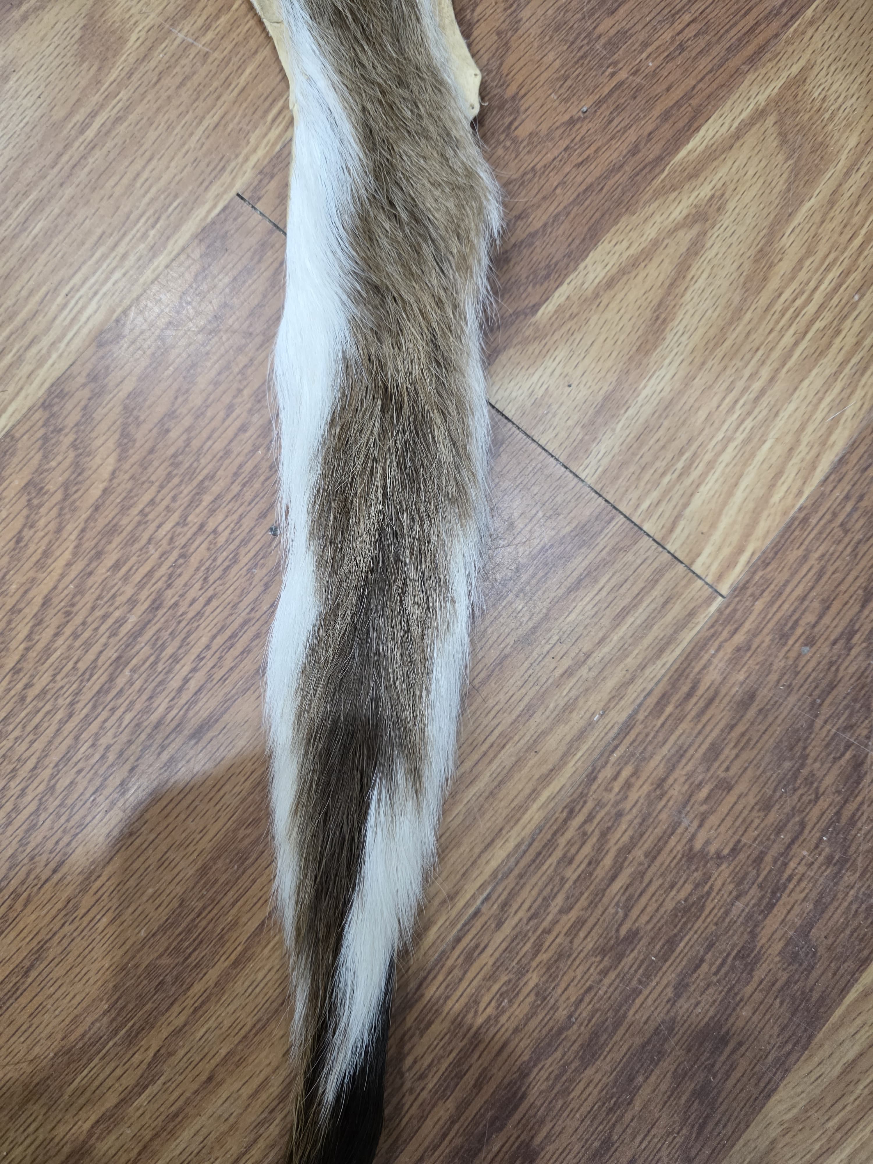 JVTL8 - Kudu Tail – 23” Rustic Decorative Display