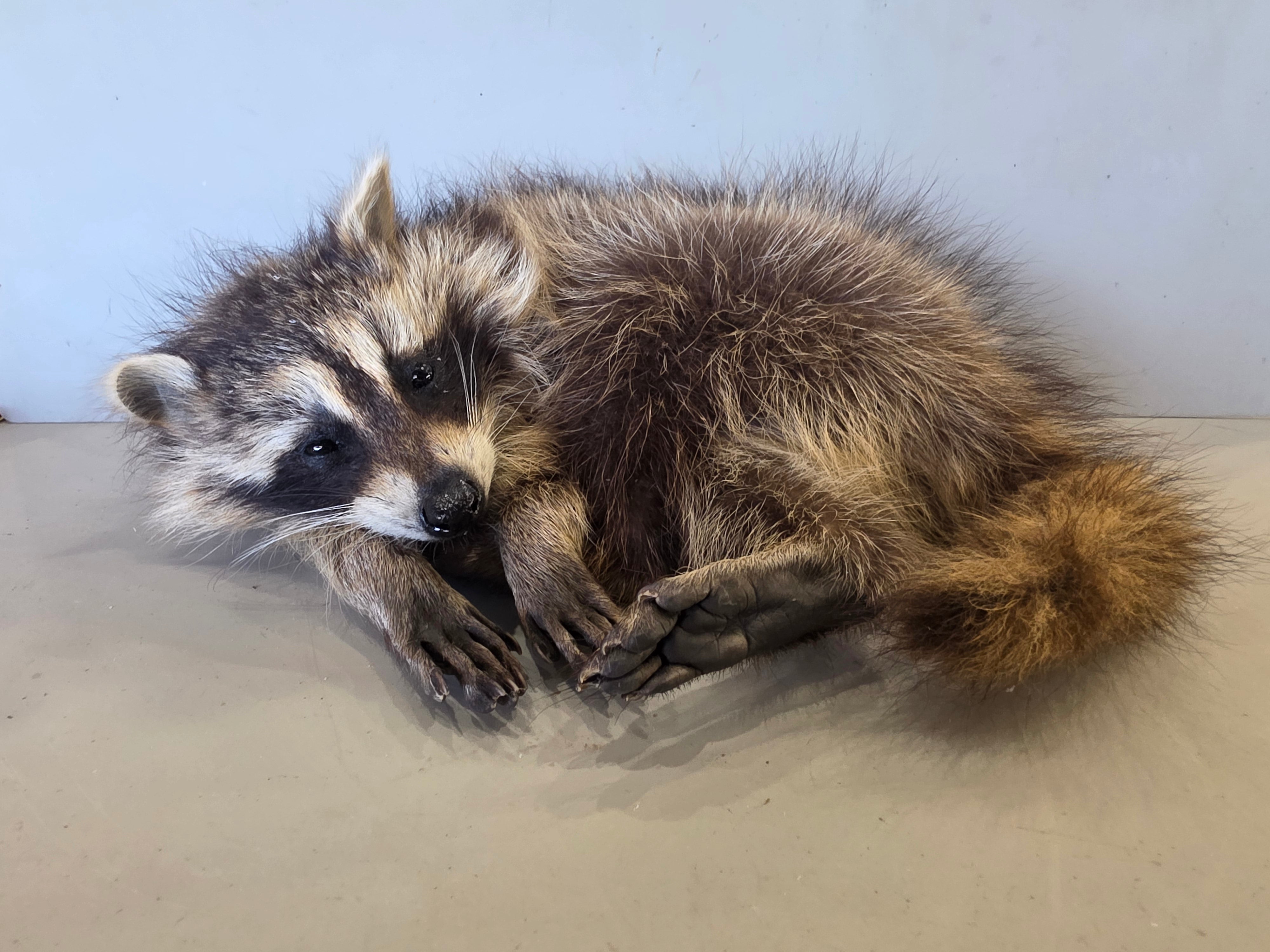 FHJUL15 - baby Raccoon Taxidermy full body mount