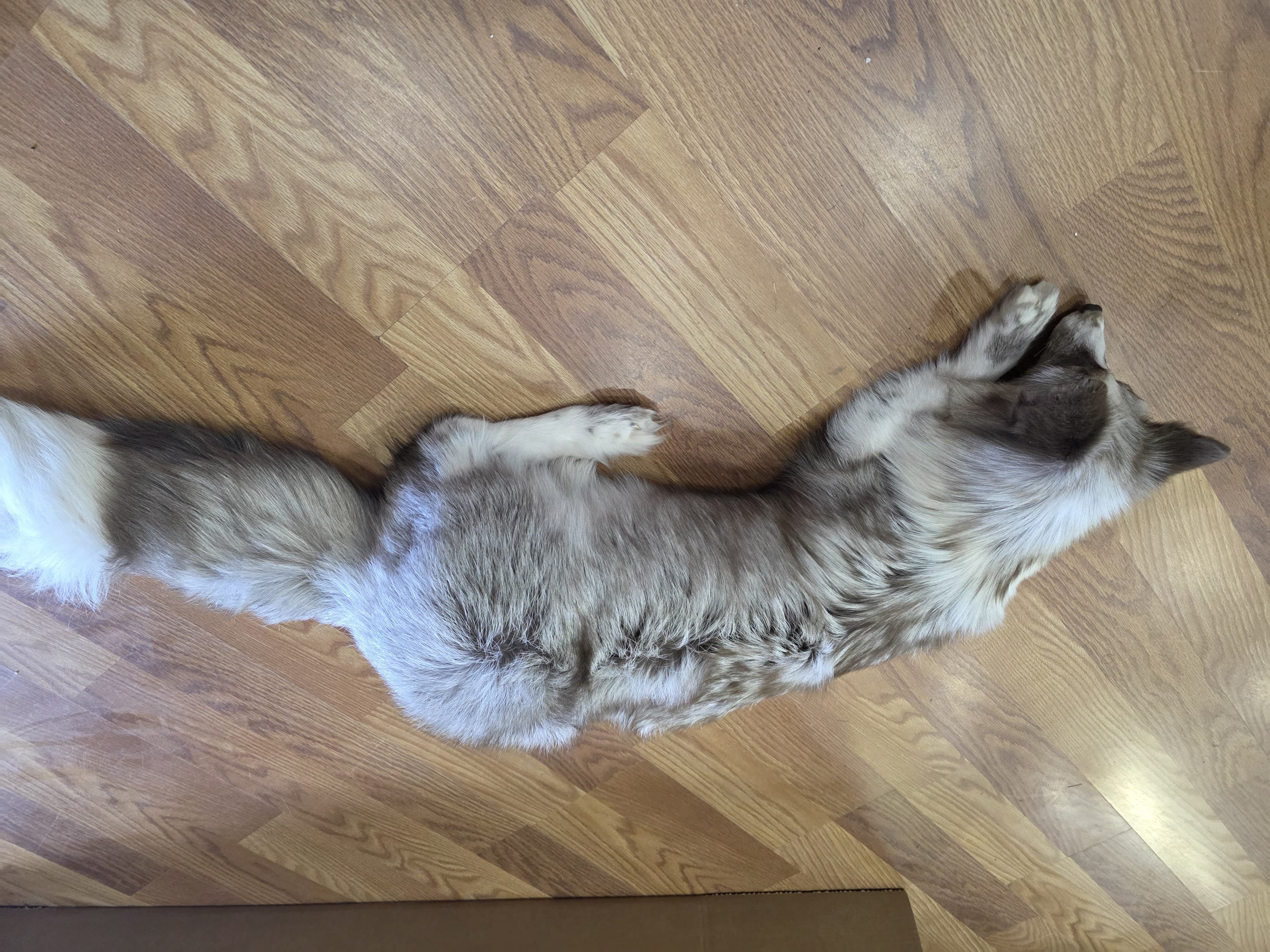 Fhsft101 - Soft Mount Posable | Flexible Taxidermy Display