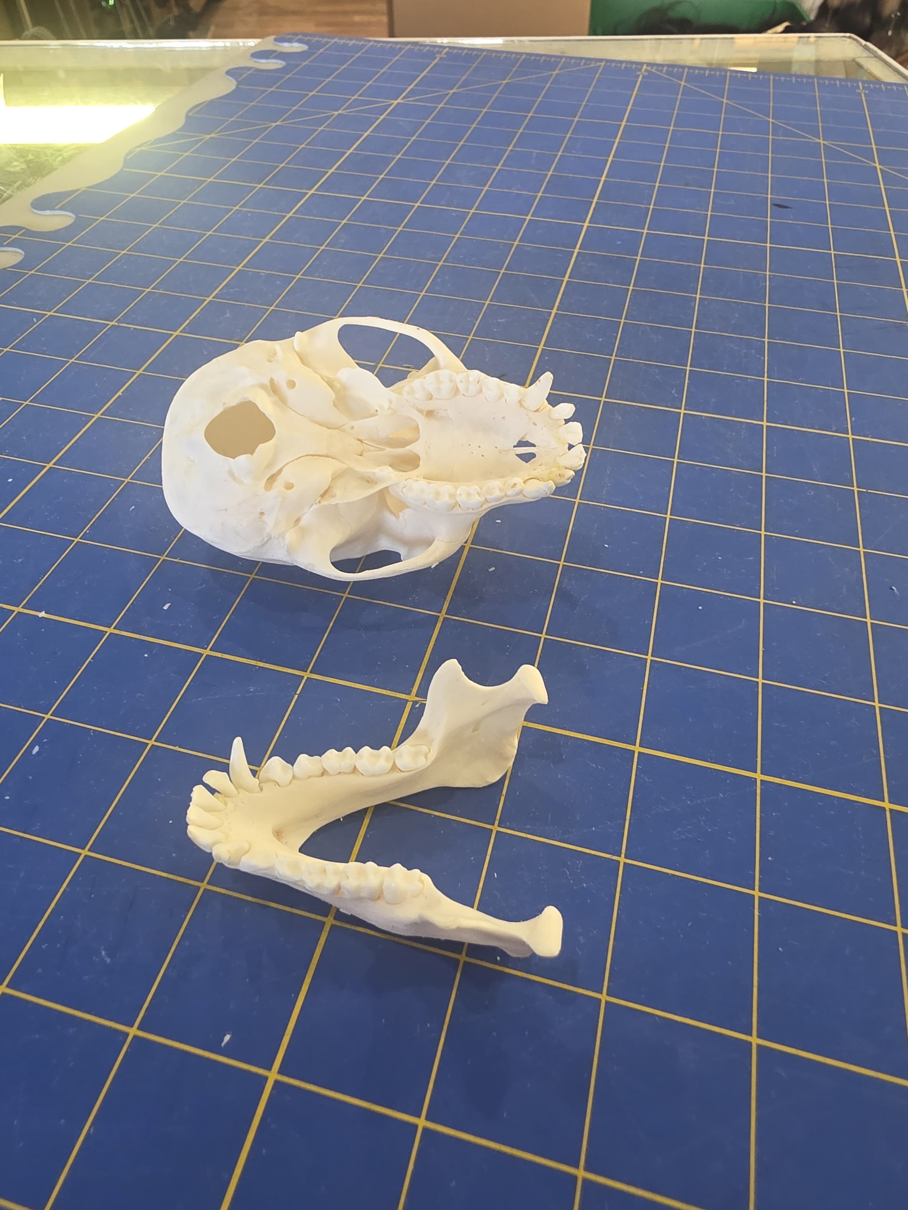 Fhmk13 - Crested Monkey Skull – Authentic Primate Skull Display