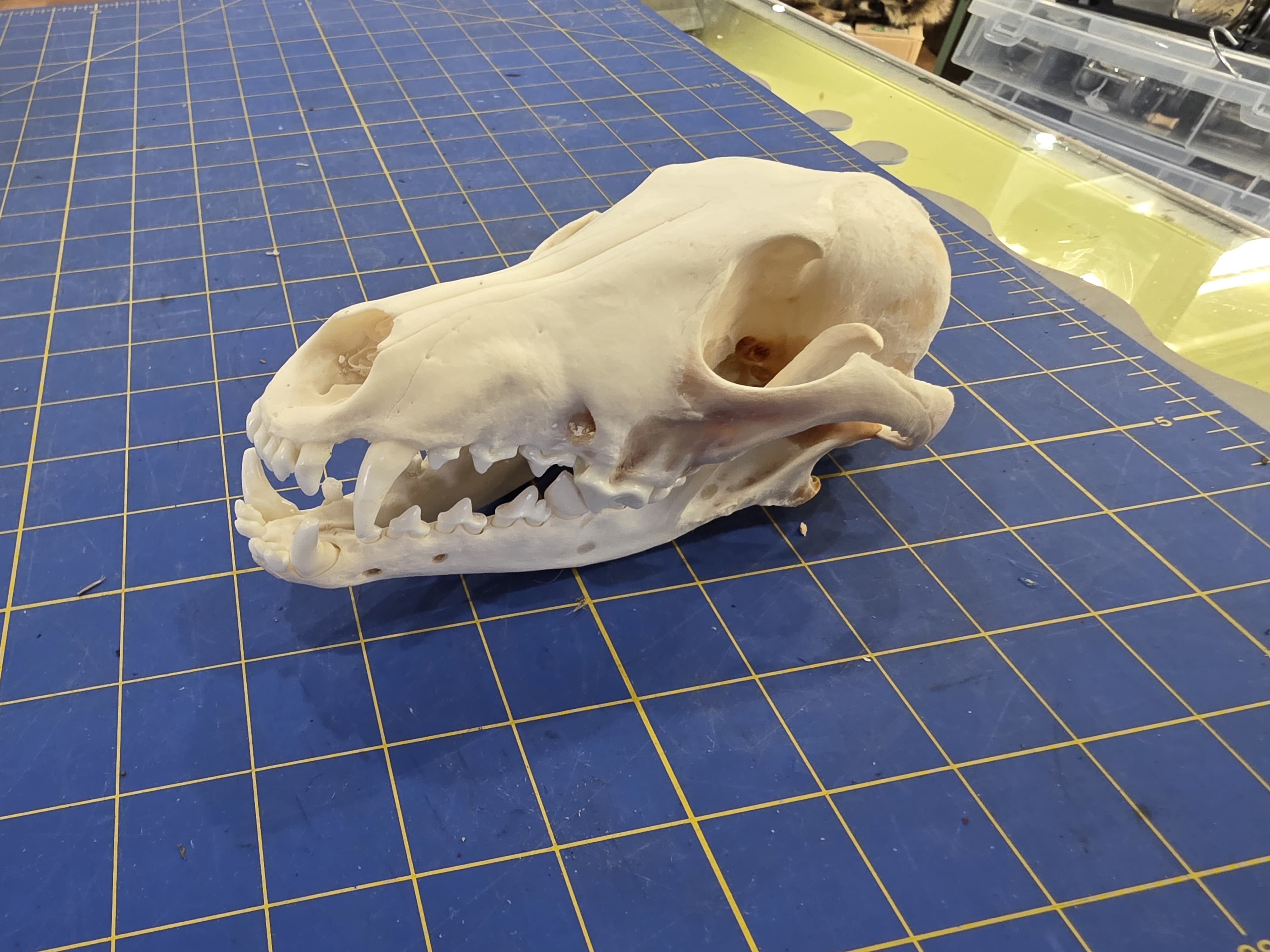 Fhst2 - Coyote Skull – Authentic Wildlife Specimen