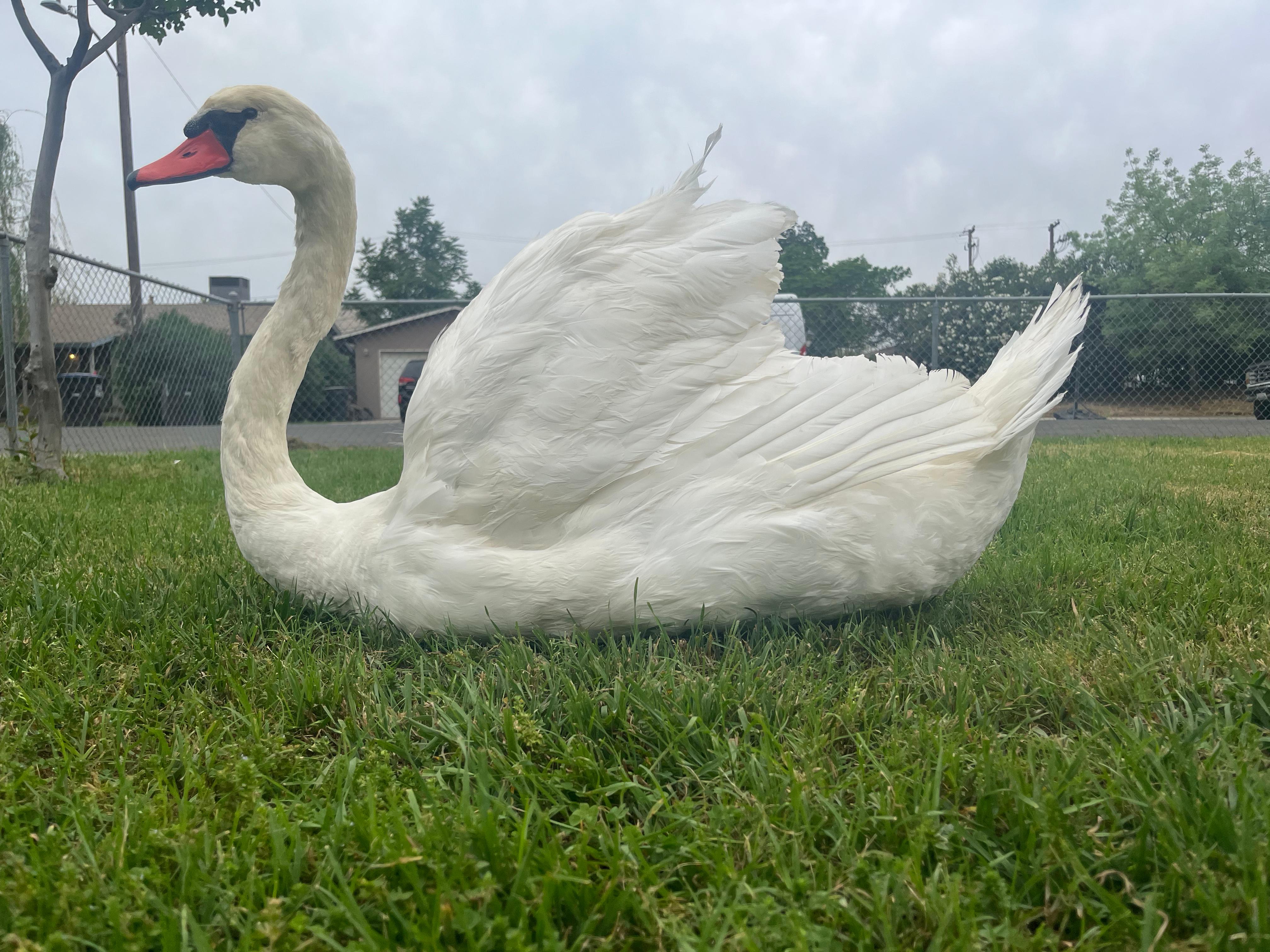 FHJOSWI - Mute Swan Pair Taxidermy – Museum Quality Display
