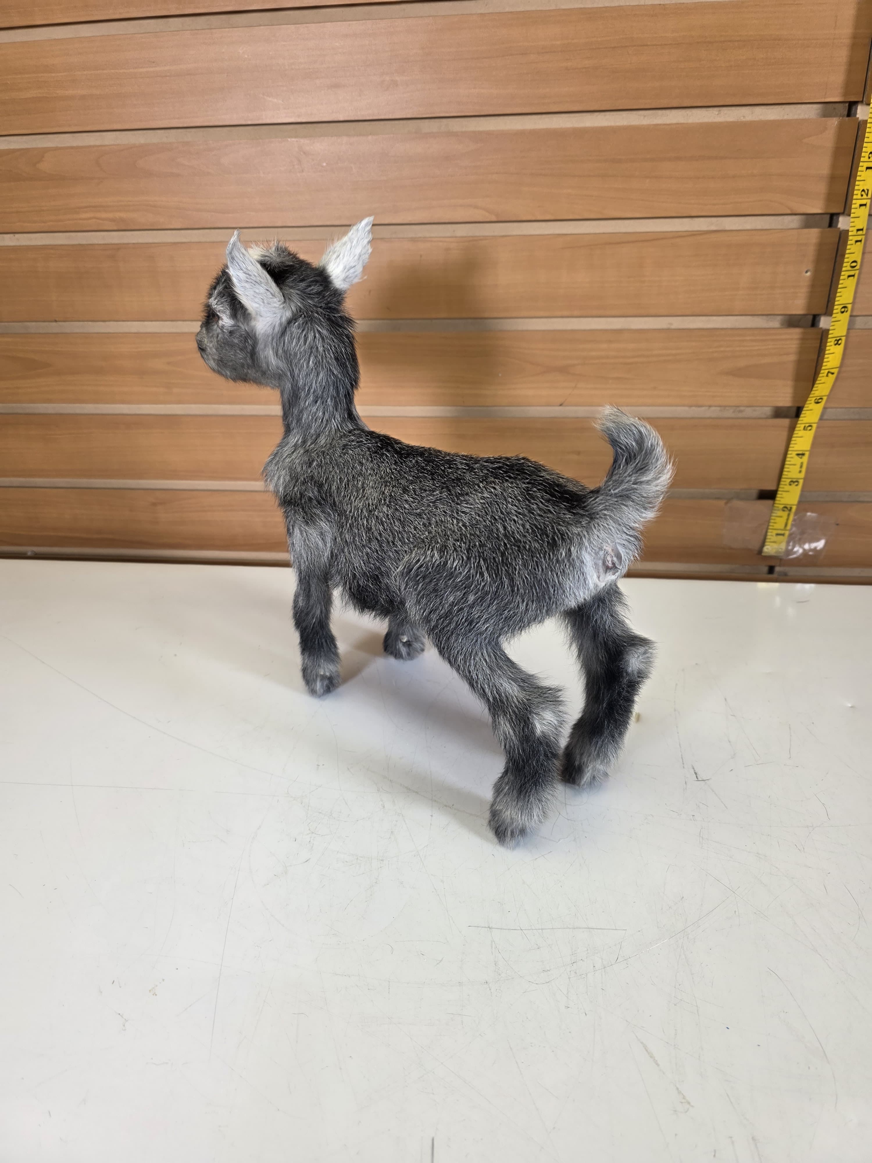 Fhden15 - Pygmy Kid Goat Taxidermy Mount