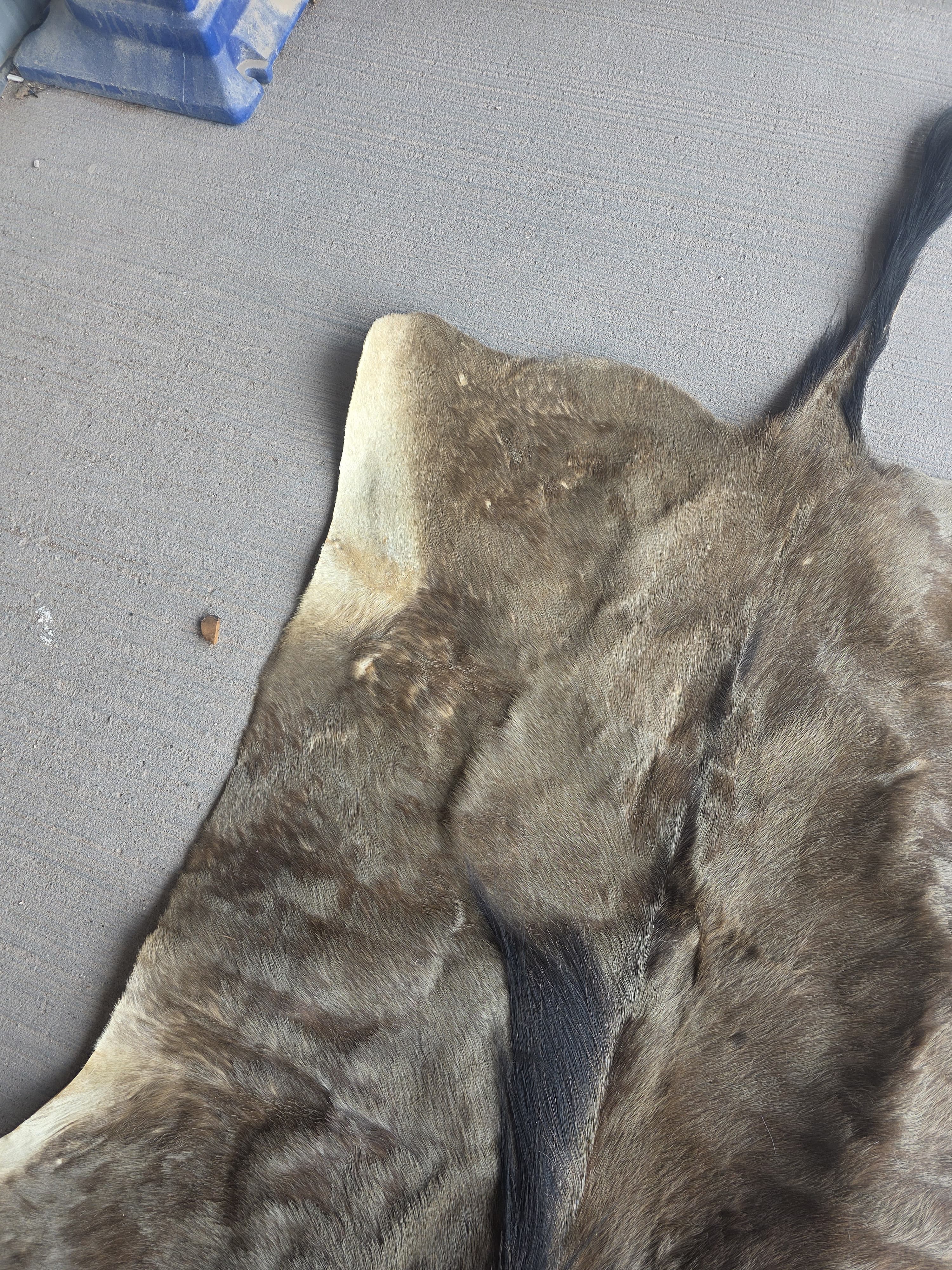 Jtvsk200 - Blue Wildebeest Pelt – 39" Wide × 52" Long (+29" Tail)