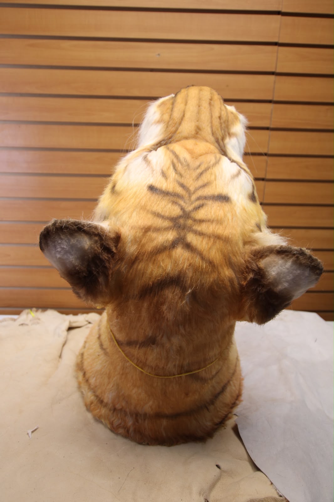 FHRBC09 - reproduction Taxidermy Bengal Tiger Shoulder Mount