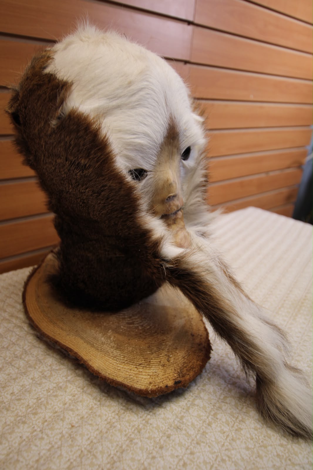 FHSP127 - Custom Swamp Monster Taxidermy Mount