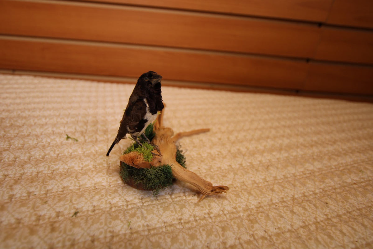 JTVBJV76 - Exquisite Taxidermy Bronze Mannikin