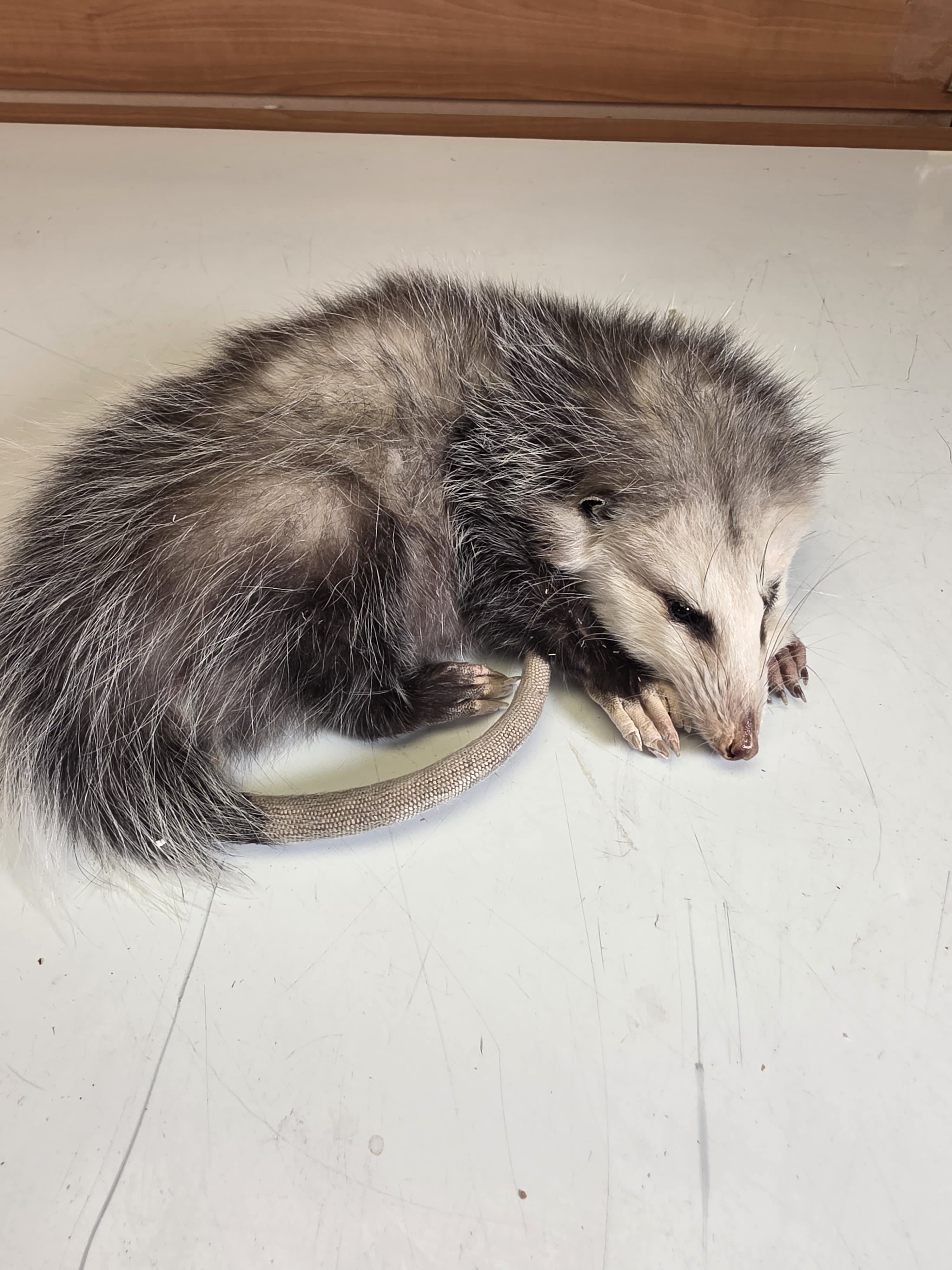 Fhjun28 - Baby Opossum Taxidermy Mount