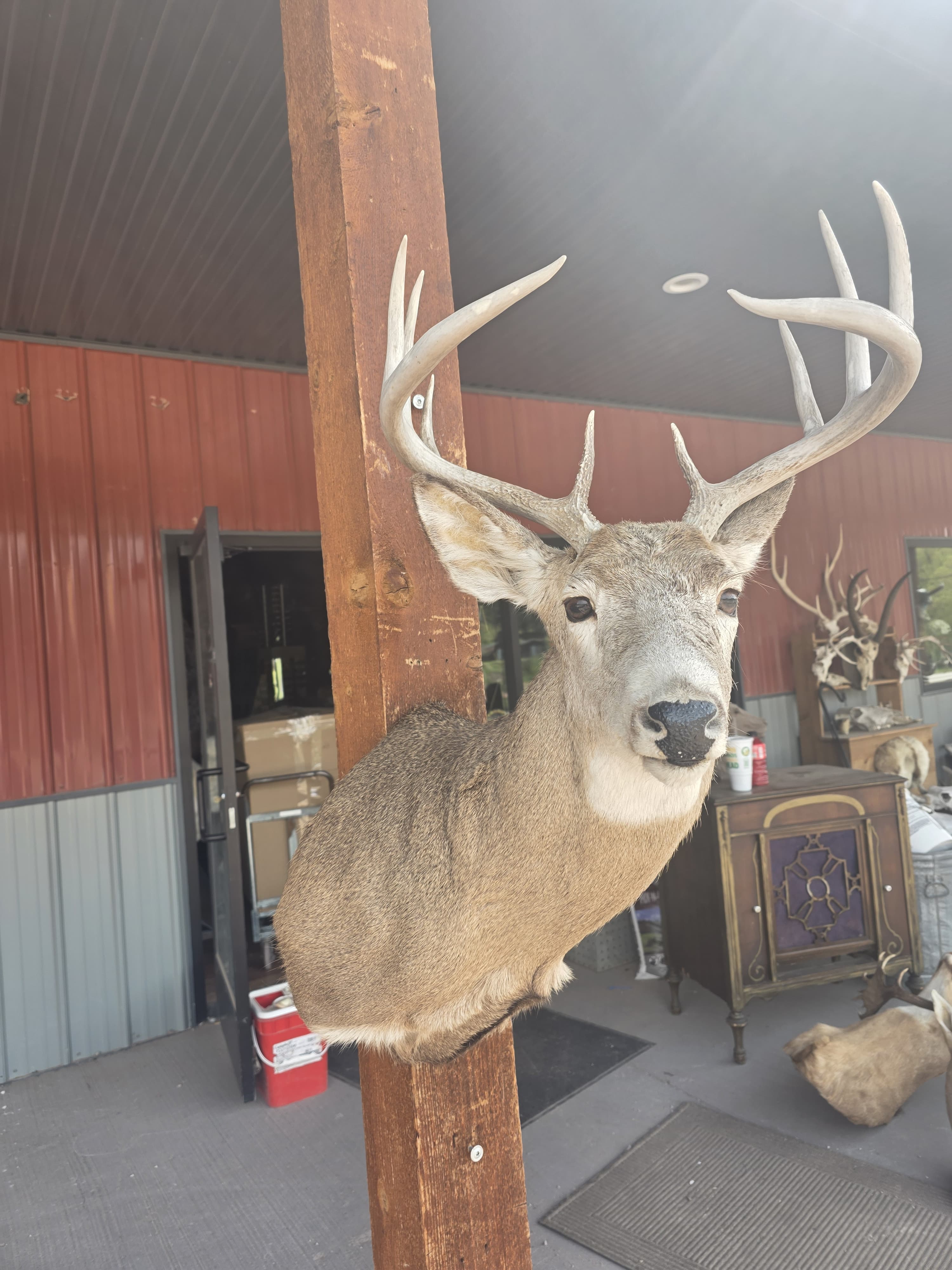 FHRAN94 - Whitetail Deer Hide / Fur – Natural Rustic Décor Taxidermy mount