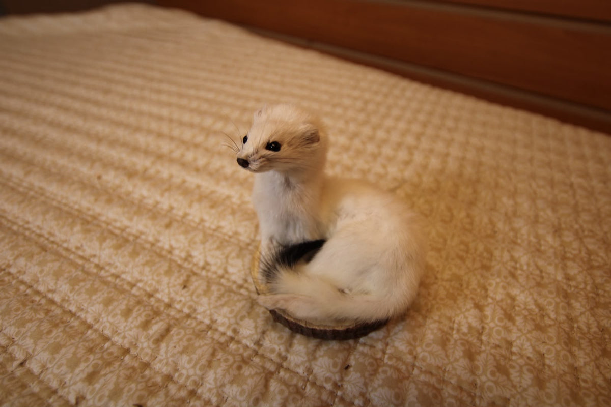 FHWEAS005 - Winter White Ermine (Short-Tailed Weasel) Taxidermy Mount