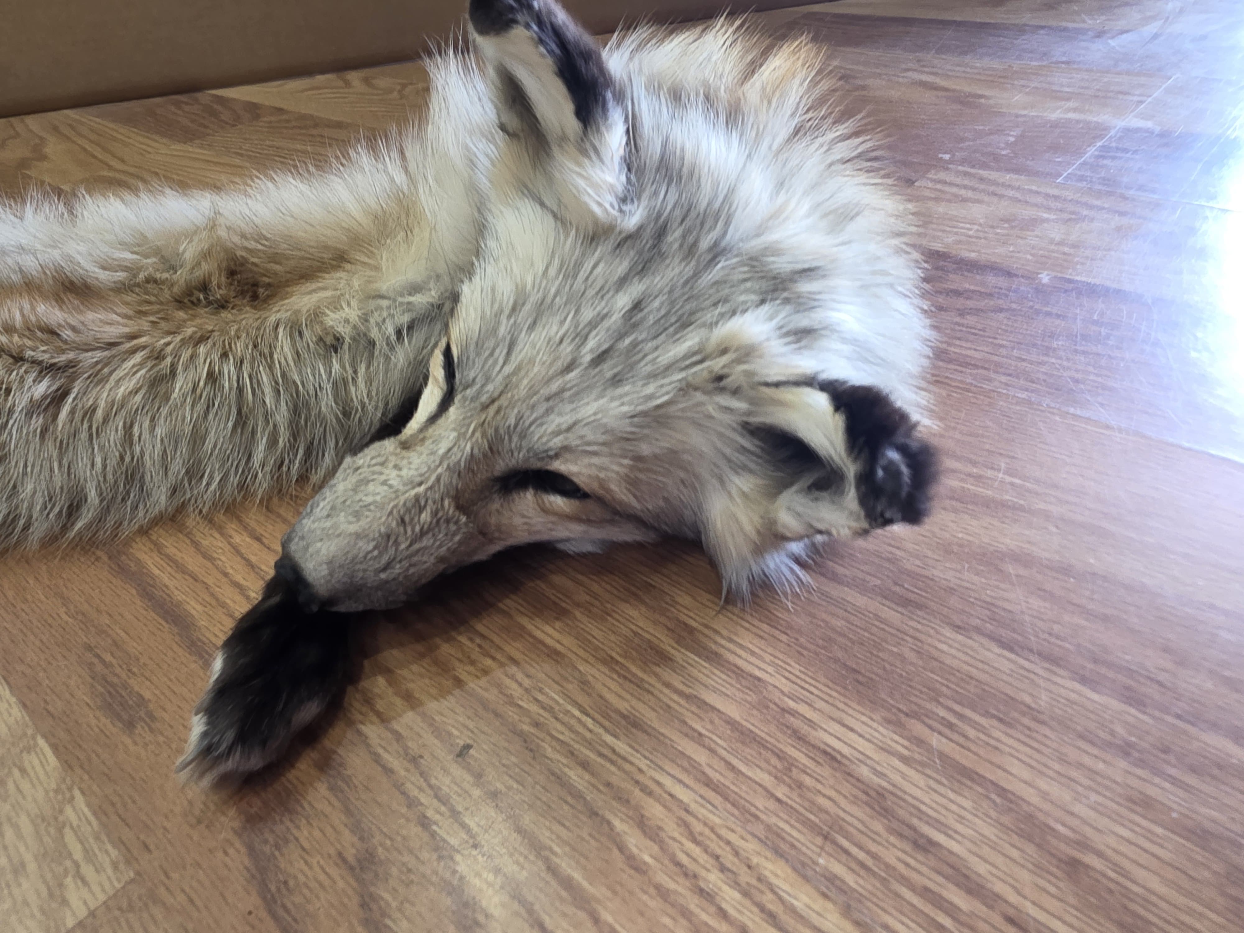 Fhfox302A - Red Fox Pelt with mounted Head taxidermy mount