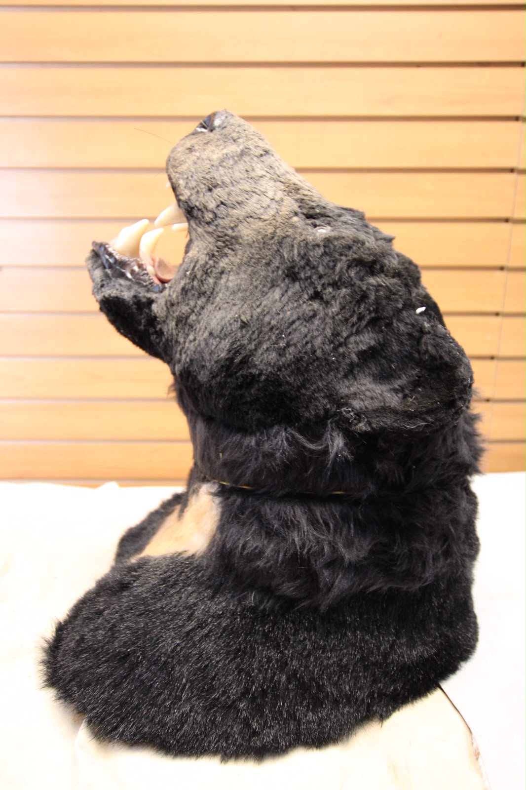 FHRB04 - reproduction Taxidermy American Black Bear Open-Mouth Shoulder Mount