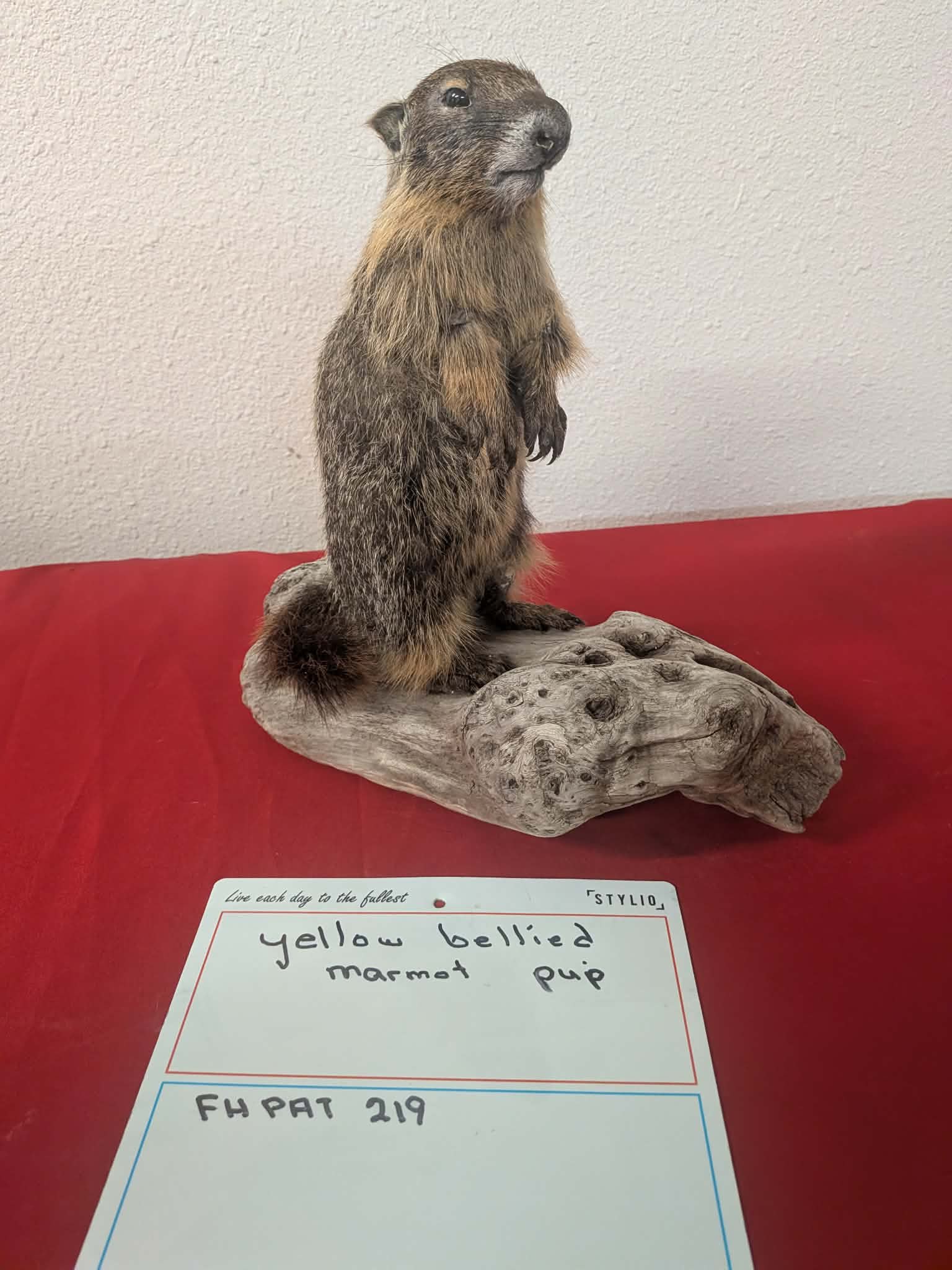 FHPAT219 - Yellow-Bellied Marmot Pup Taxidermy Mount