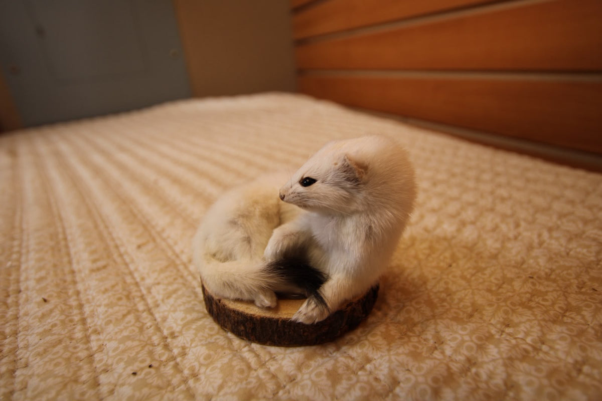 FHWEAS008- Winter White Ermine (Short-Tailed Weasel) Taxidermy Mount