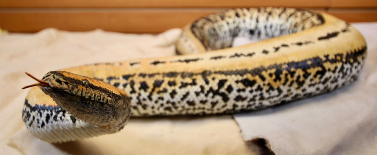 FHRBB07 - Taxidermy Sumatron blood python piebald snake