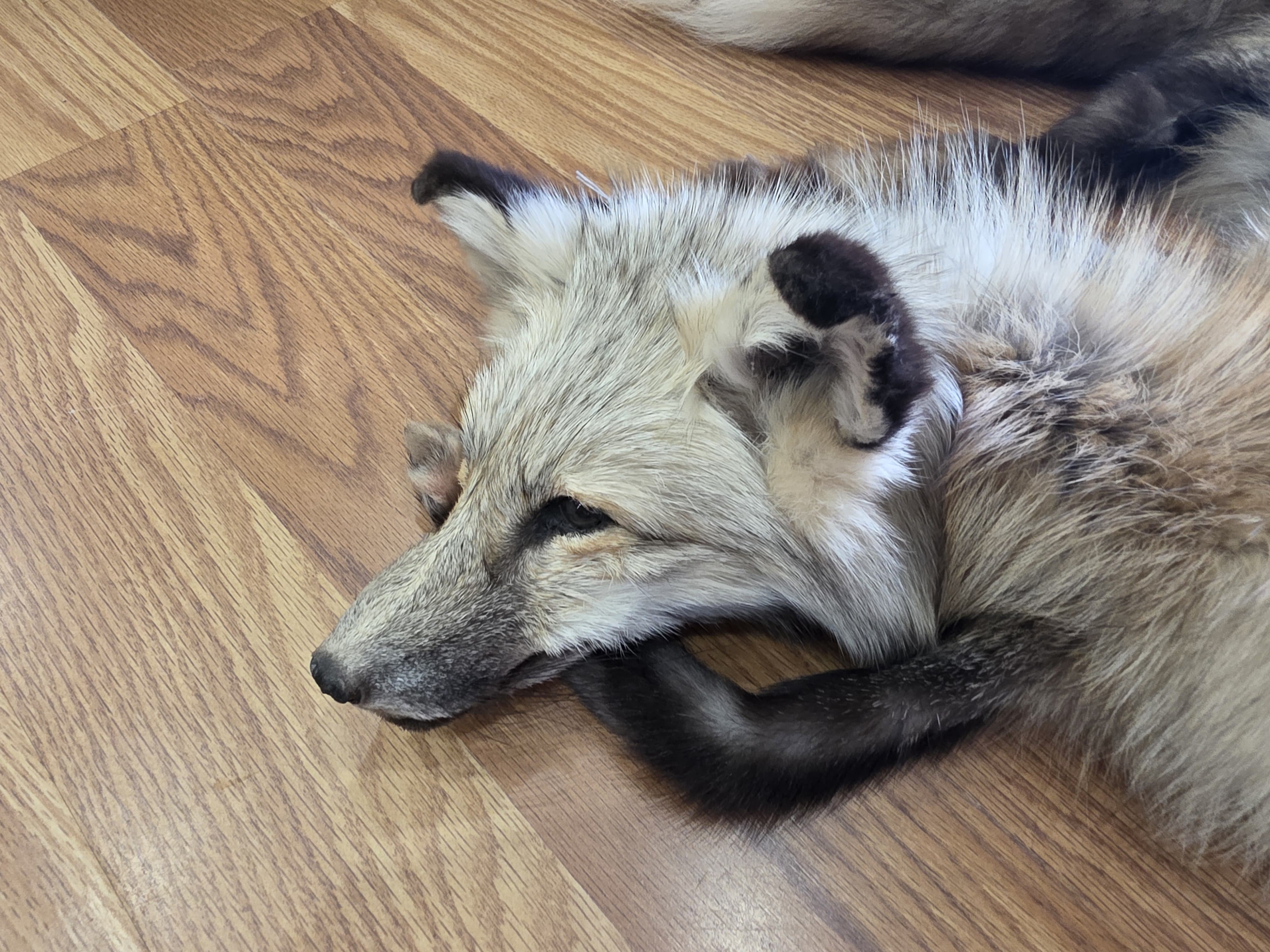 Fhfox301 - Red Fox Pelt with Head | Authentic Wildlife Display