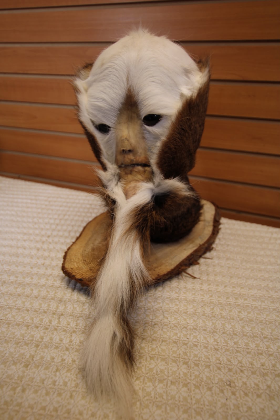 FHSP127 - Custom Swamp Monster Taxidermy Mount