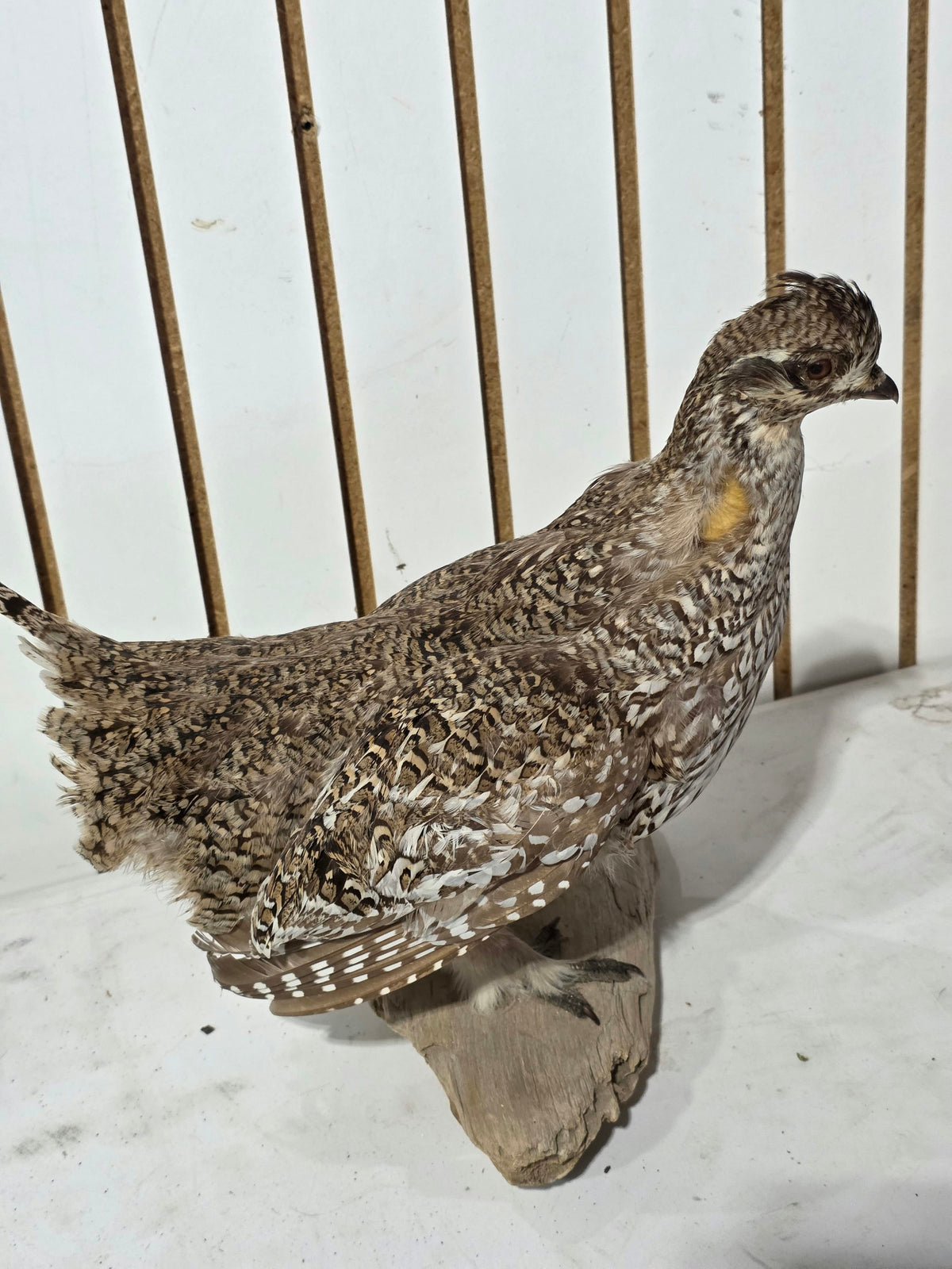Comb129 - Sharp-Tailed Grouse Taxidermy Bird Mount