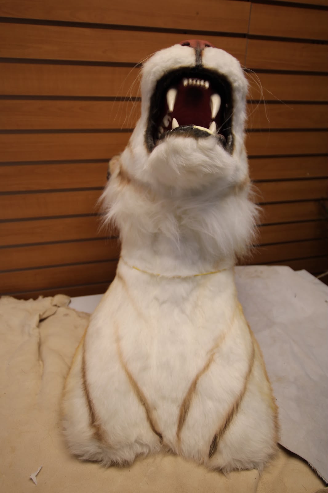 FHRBC09 - reproduction Taxidermy Bengal Tiger Shoulder Mount