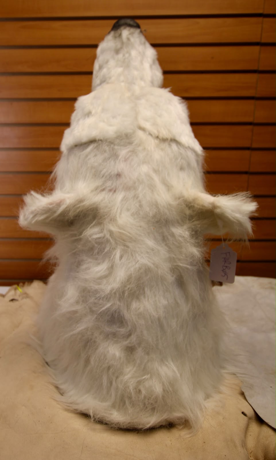 FHRB05 - reproduction Taxidermy Polar Bear Shoulder Mount