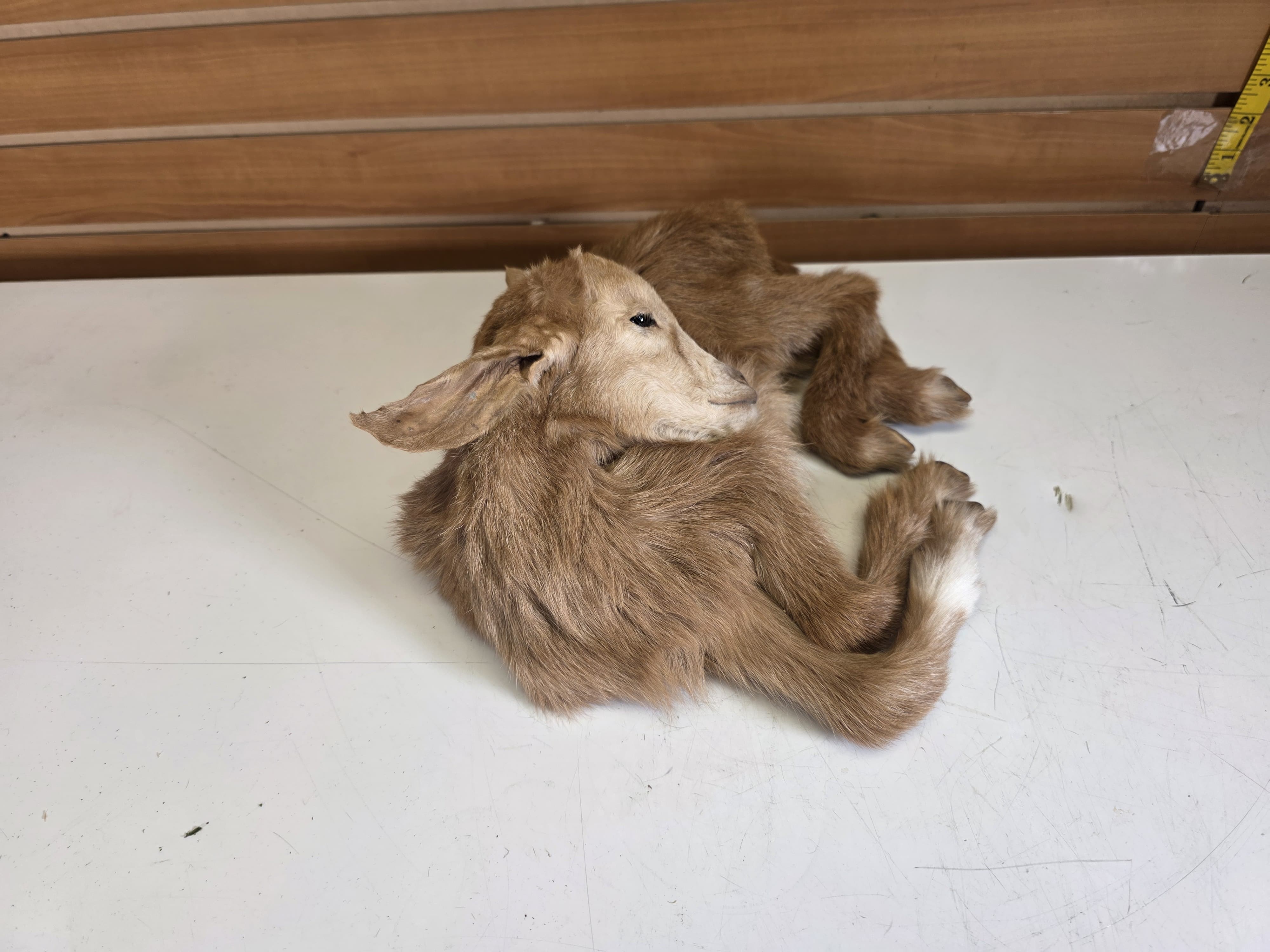Fhjun27 - baby goat Taxidermy Mount