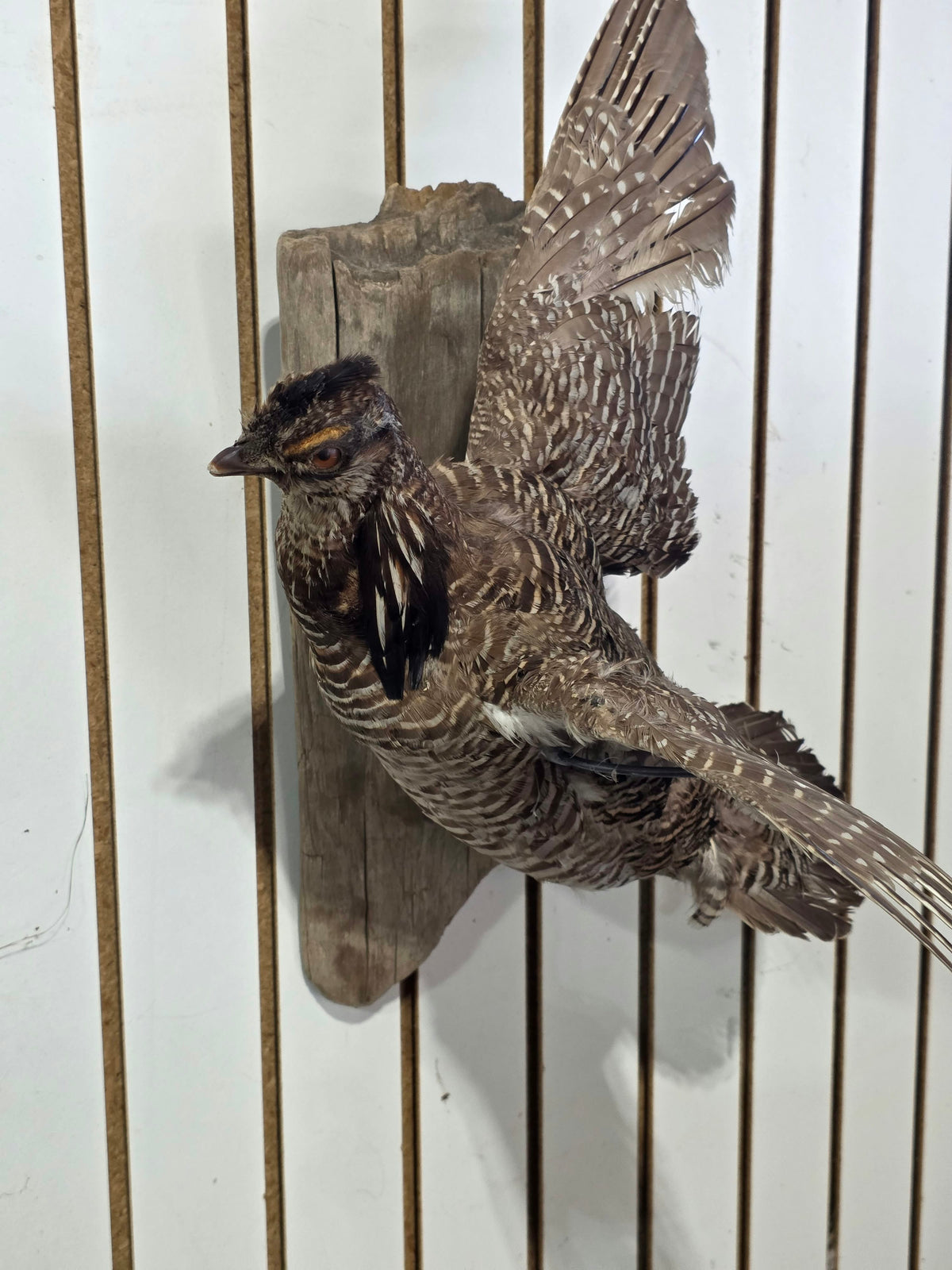 Comb125 - Ring-Necked Pheasant Taxidermy Bird Mount