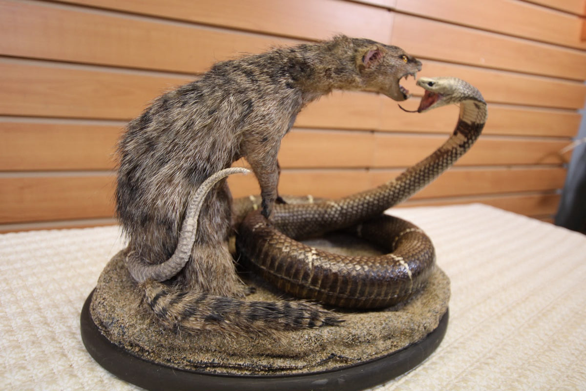 FHSP125 - King Cobra vs. Mongoose Taxidermy Diorama