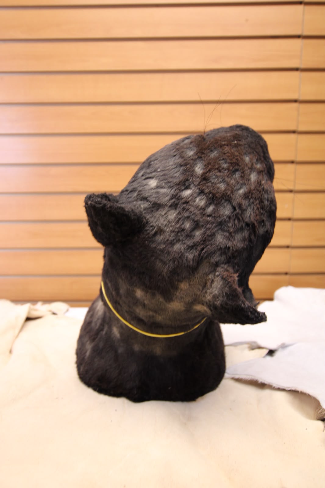 FHRBC06 - reproduction Taxidermy Black Panther Head Mount with Open Mouth