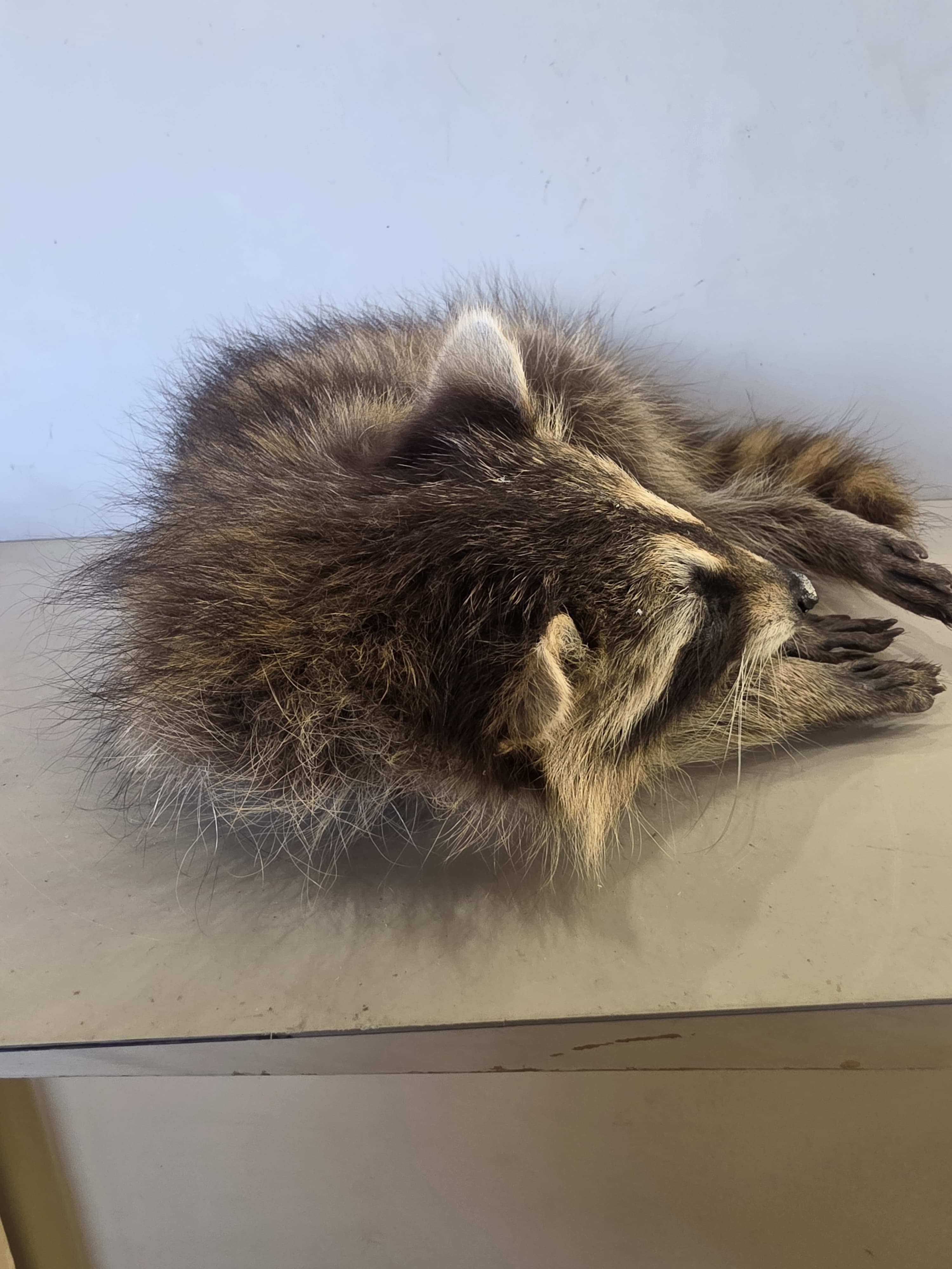 FHJUL15 - baby Raccoon Taxidermy full body mount