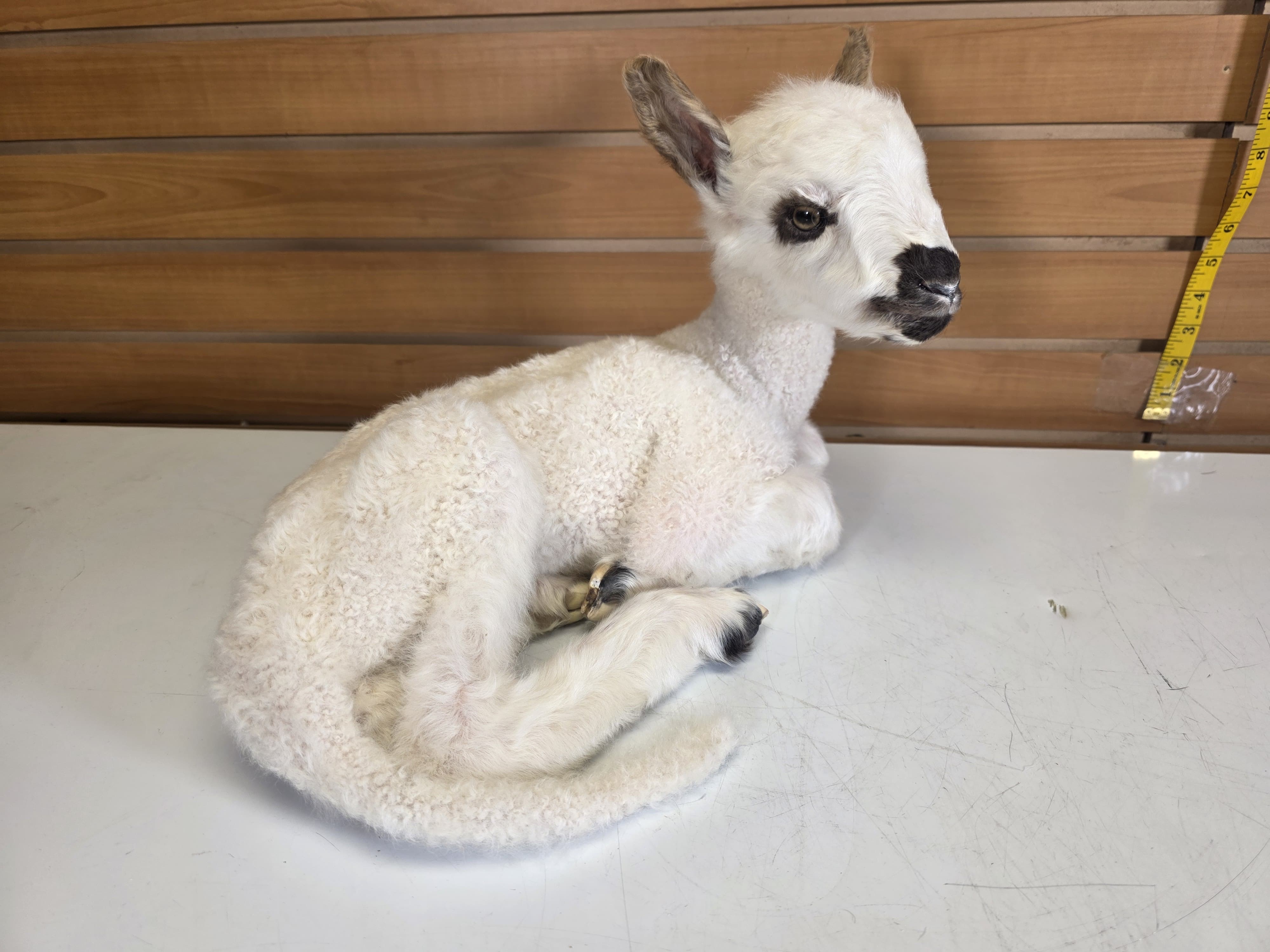 Fhden16 - Lamb (Baby Sheep) Taxidermy Mount