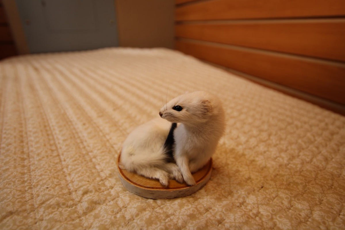 FHWEAS007 - Winter White Ermine (Short-Tailed Weasel) Taxidermy Mount