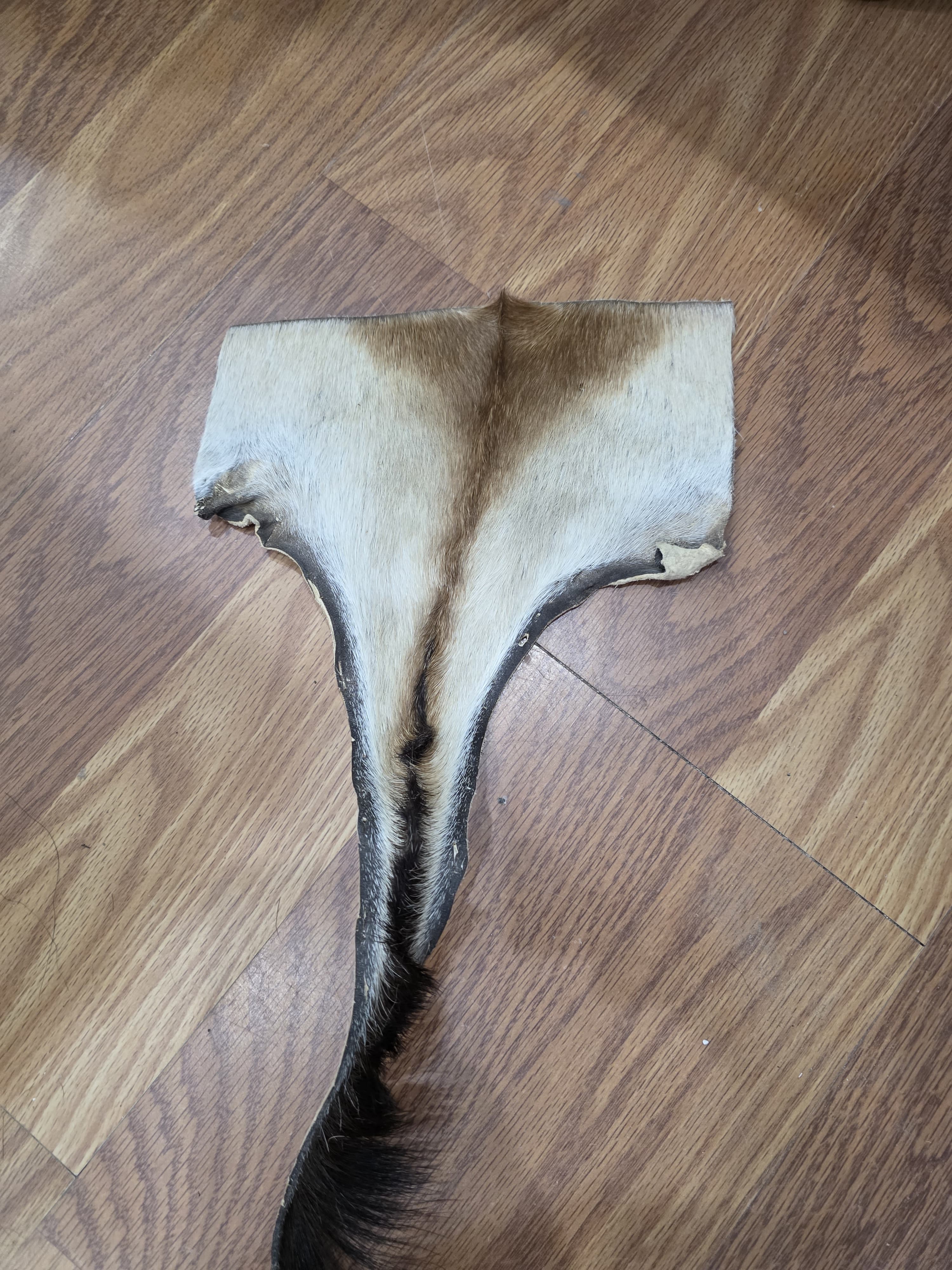 JVTL9 - Red Hartebeest Tail – 27” Rustic Decorative Display