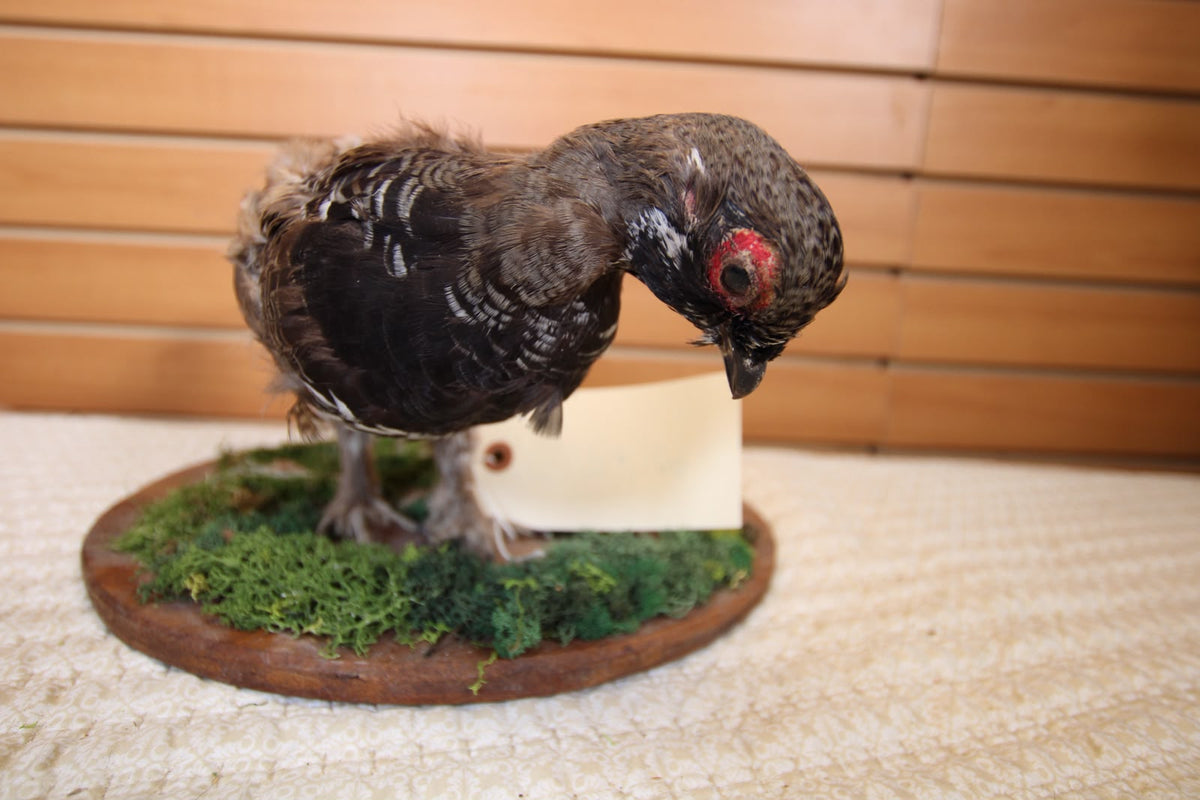 JVBH109 - Exquisite Taxidermy Hungarian Partridge