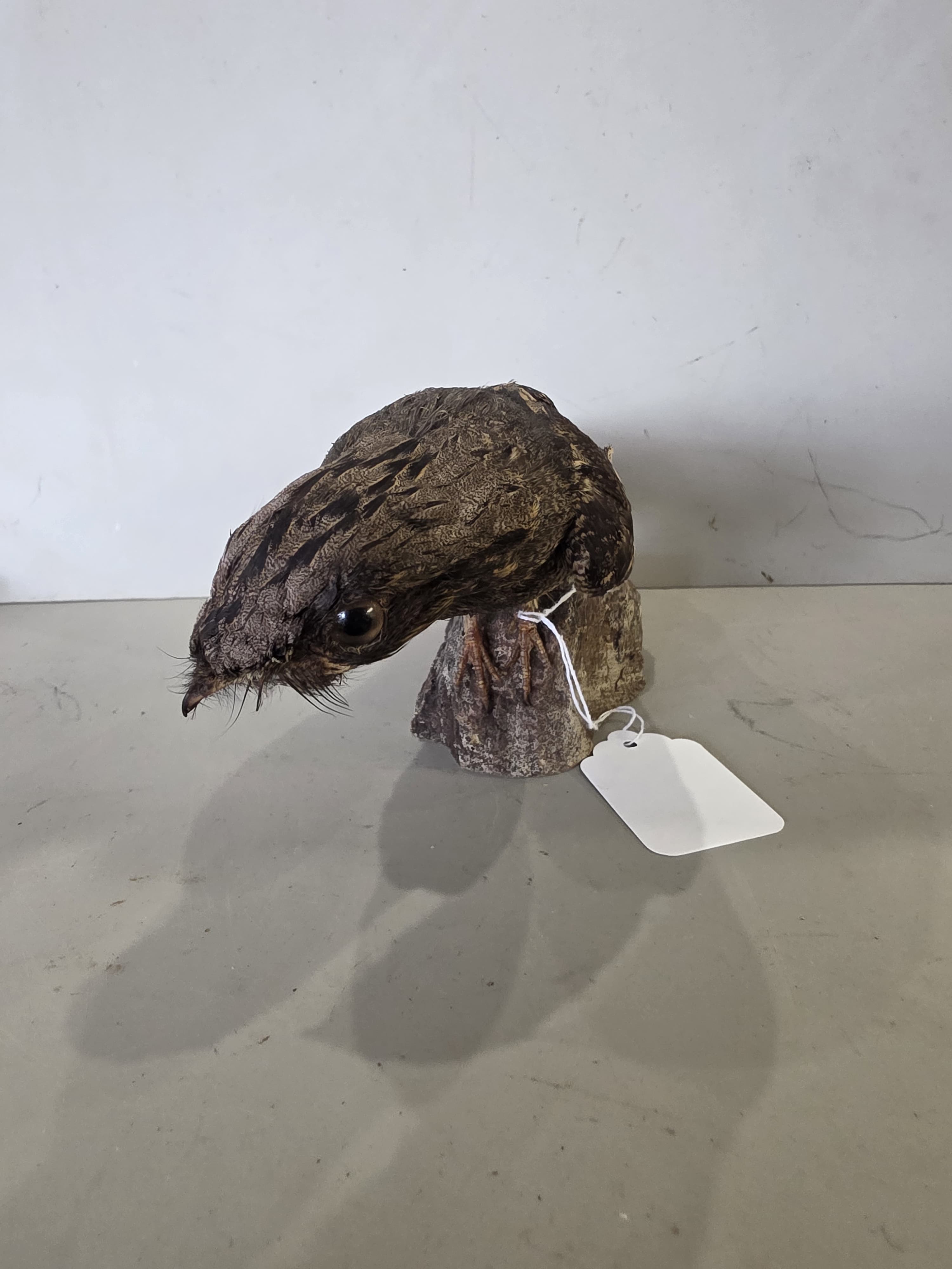JTVNW1 - European Nightjar Taxidermy