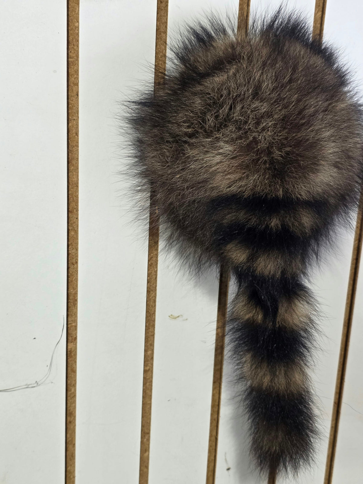 Comb123 - Coon Butt Taxidermy Mount (Raccoon Rear End Accent)