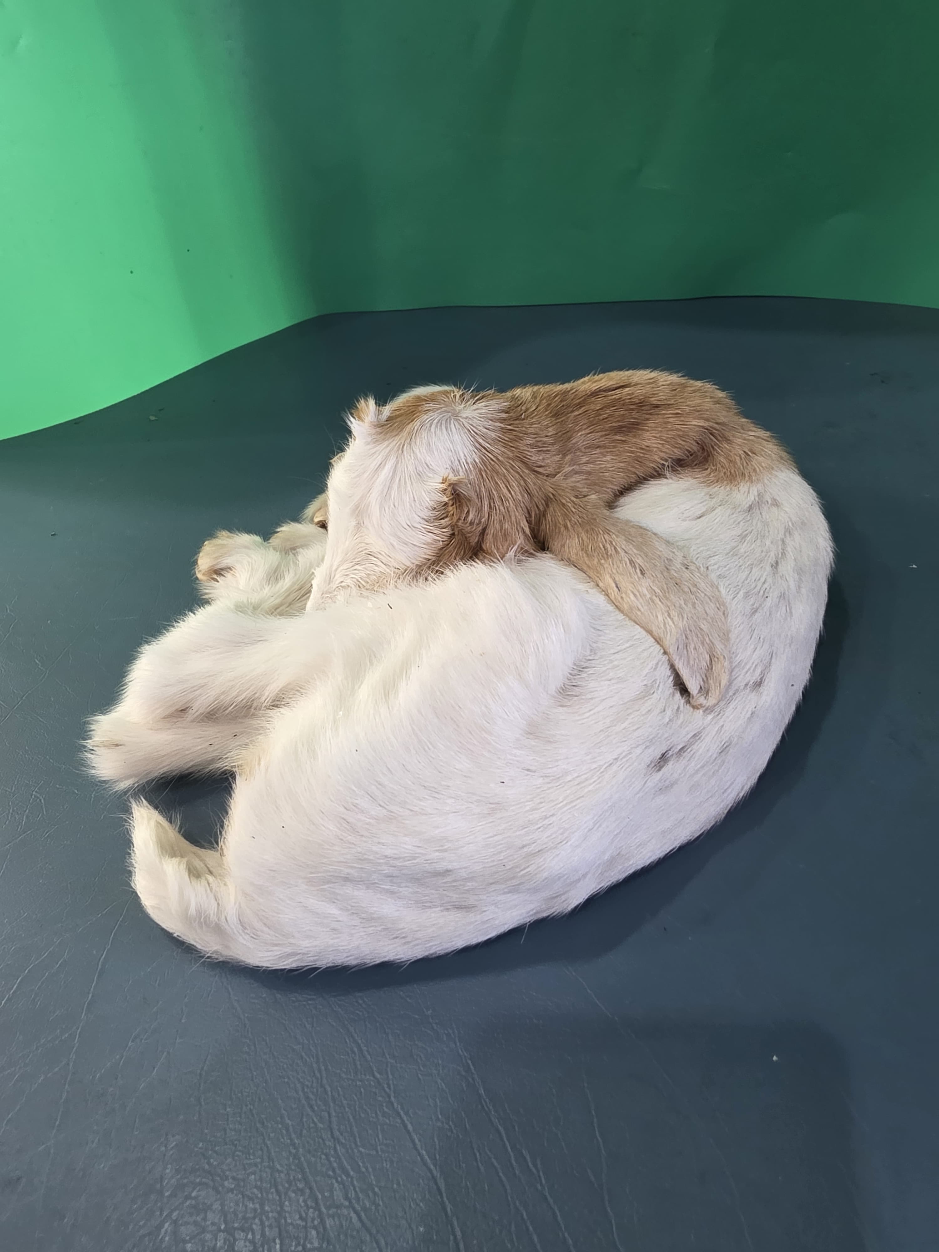 Fhjun13 - Baby Boer Kid Goat Taxidermy Mount
