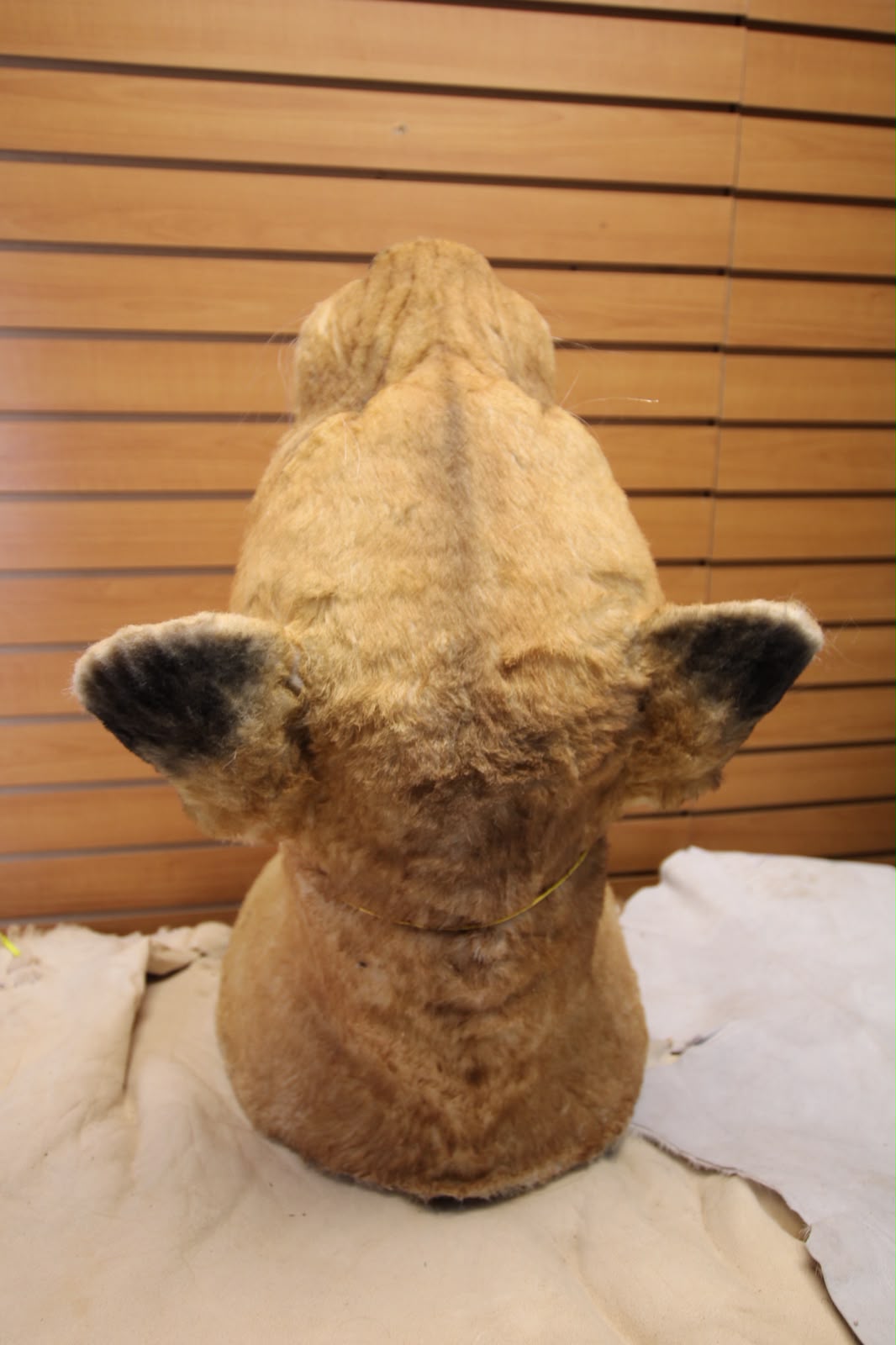 FHRBC11 - reproduction Taxidermy Lioness Head Mount with Head Tilted Back and Open Mouth