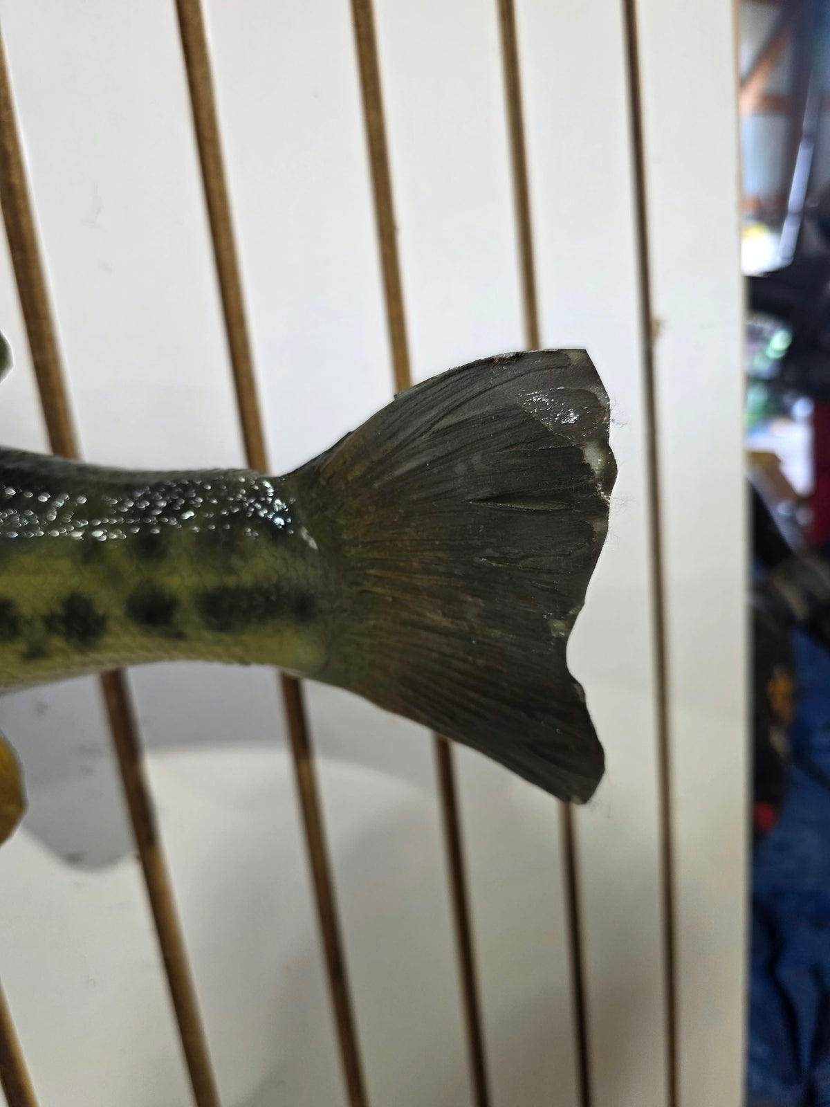 Comb112 - Trophy-Size 20" Largemouth Bass Taxidermy Mount