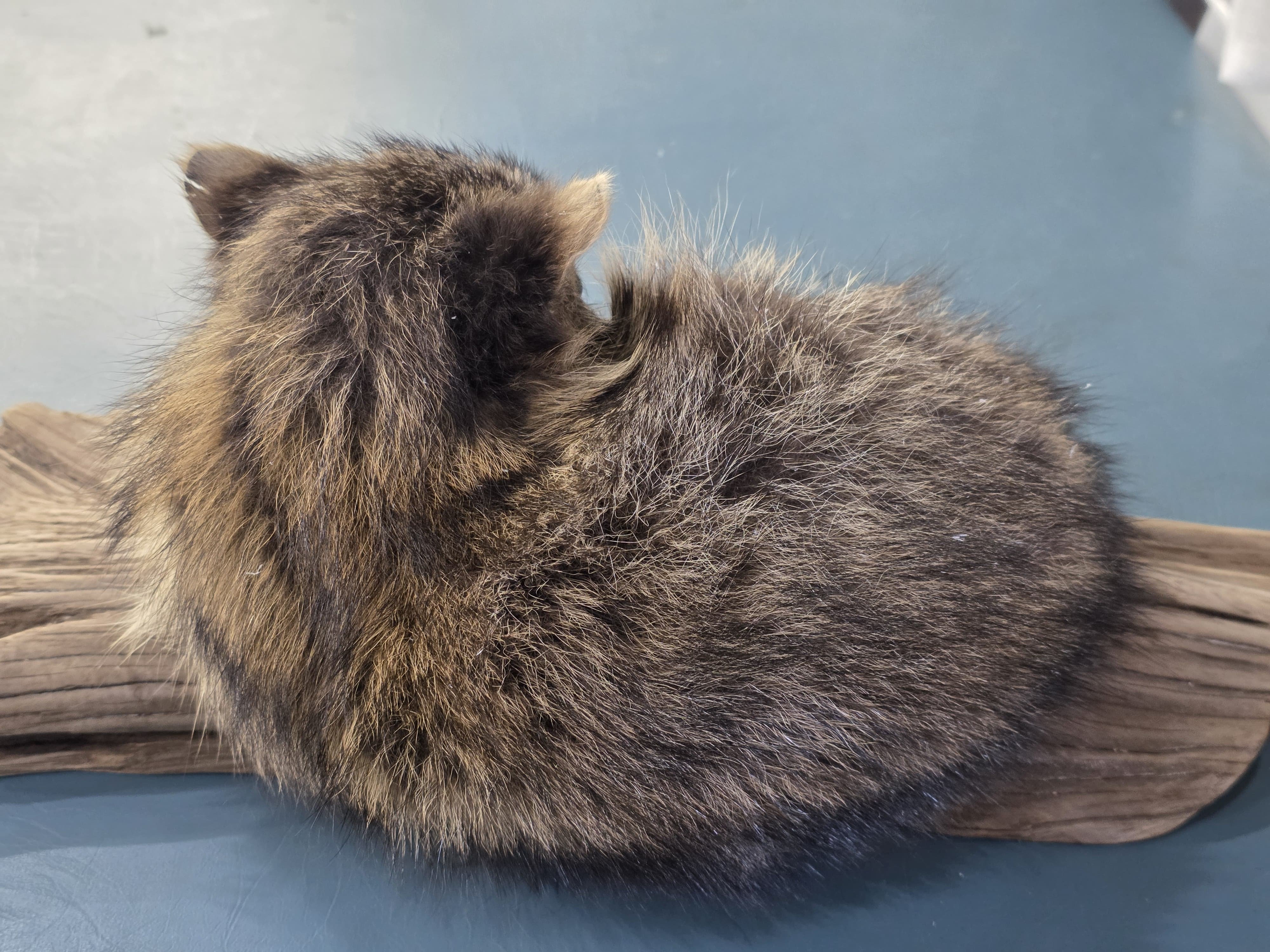 Fhjun18 - baby Raccoon Taxidermy Mount