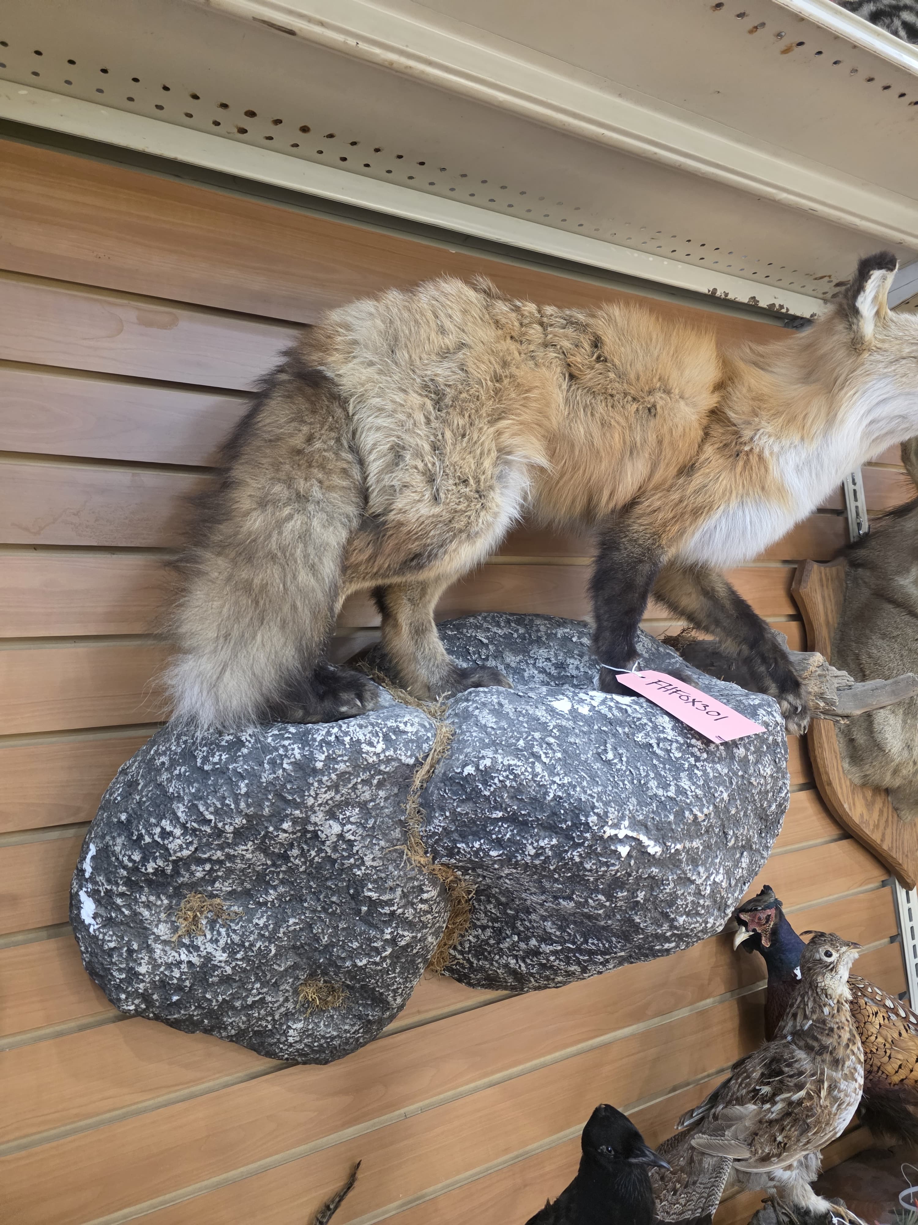 Fhfox301 - Red Fox Taxidermy Mount | Full Body Display