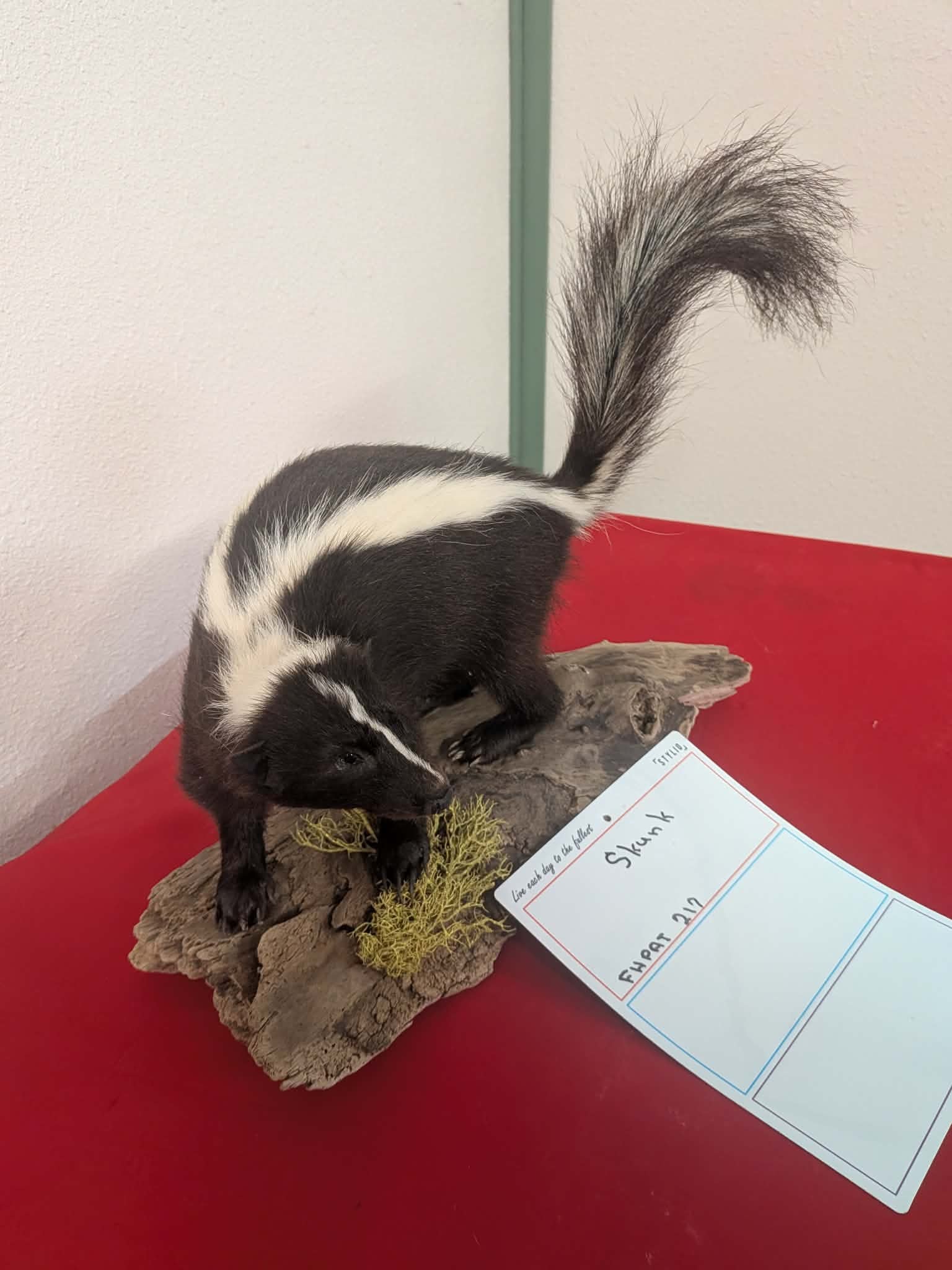 FHPAT212 - Skunk Taxidermy Mount – Classic Wildlife Display