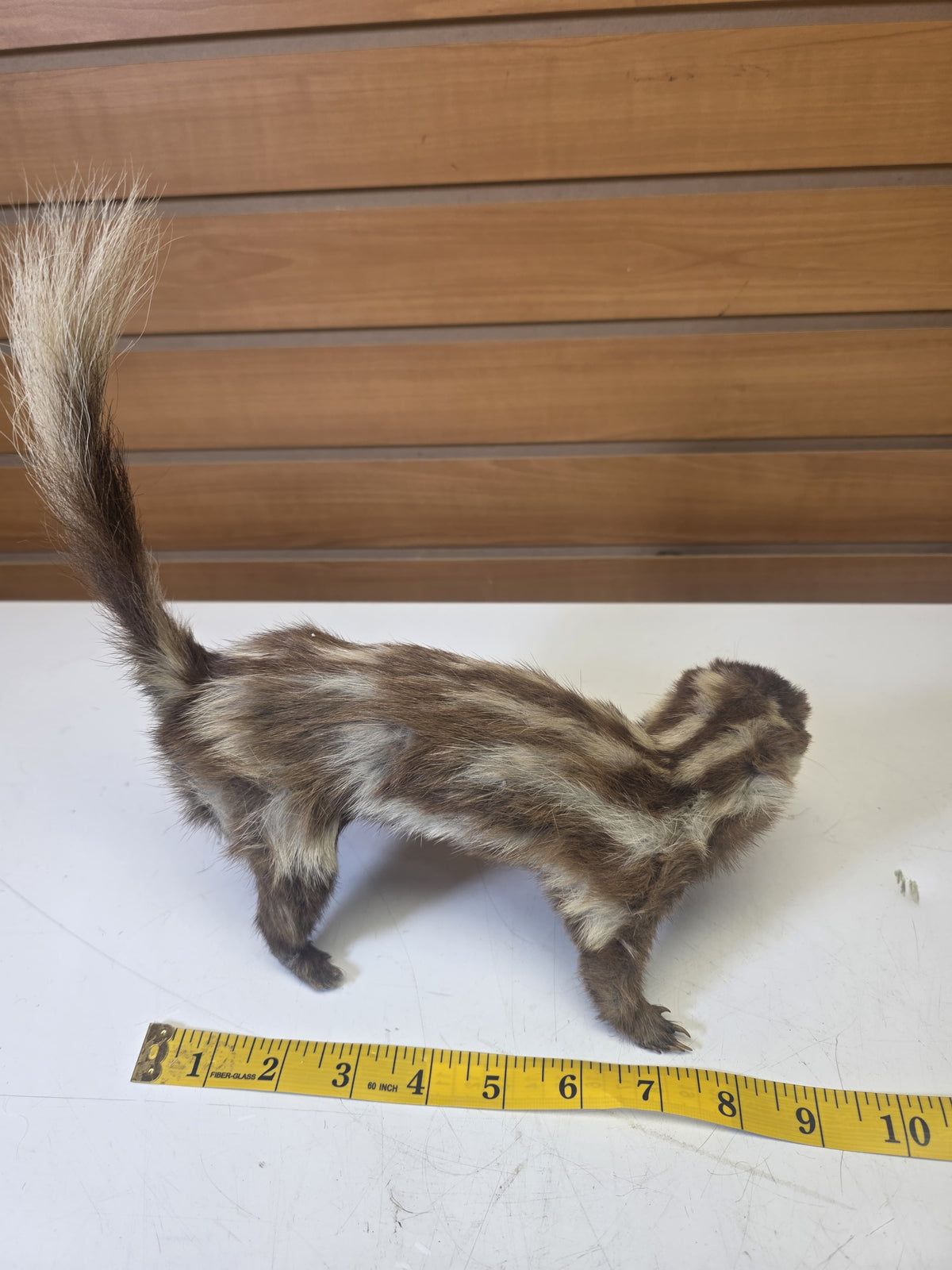 Fhsp102 - Taxidermy Striped Skunk – Preserved Specimen