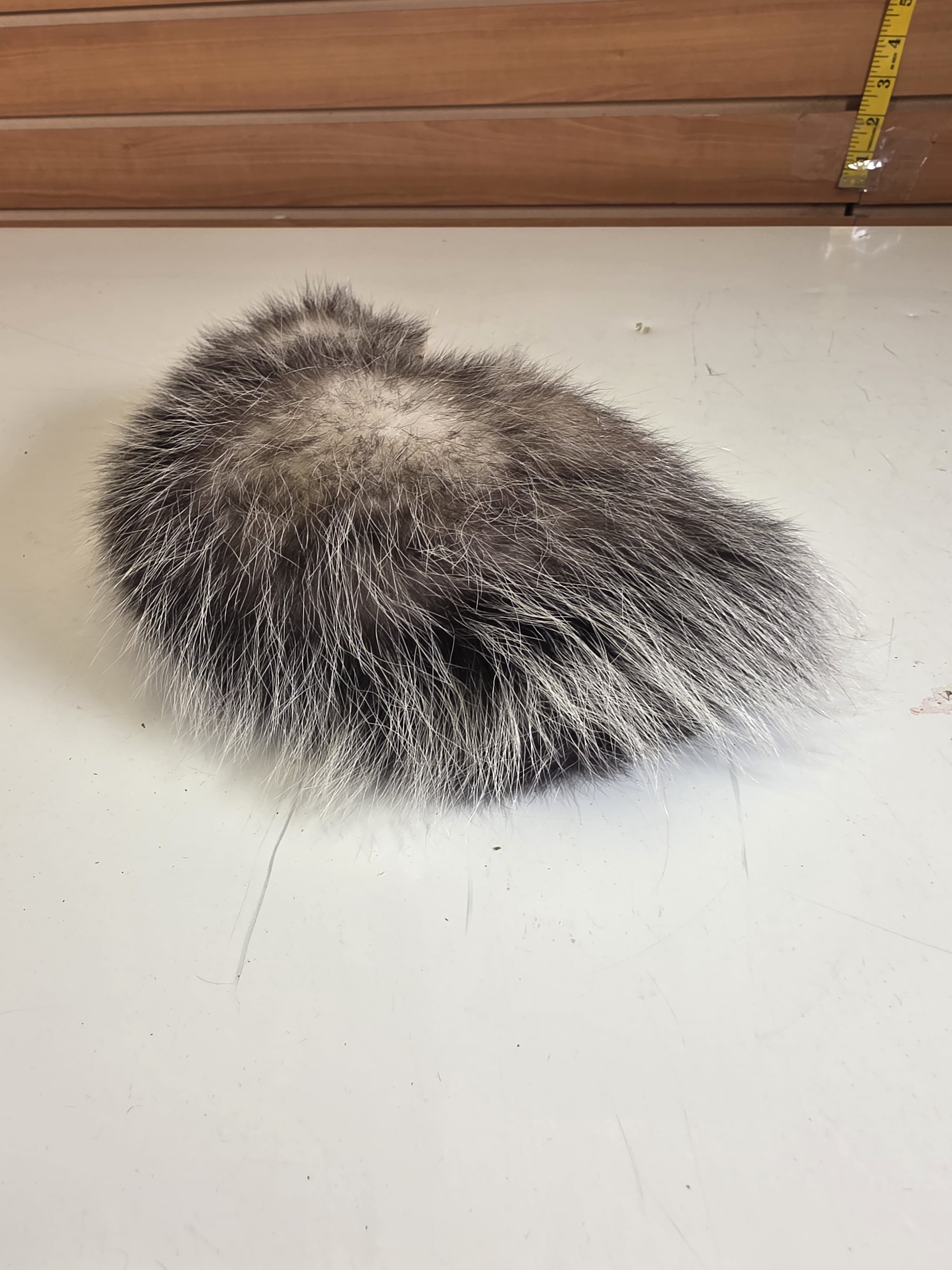 Fhjun28 - Baby Opossum Taxidermy Mount
