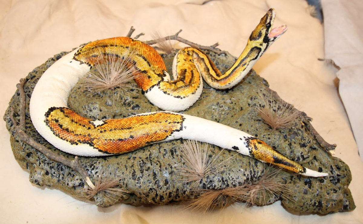 FHSP109 - Taxidermy Piebald Ball Python Specimen