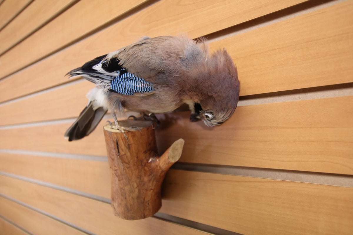 FHSP129 -Eurasian Jay Taxidermy Mount
